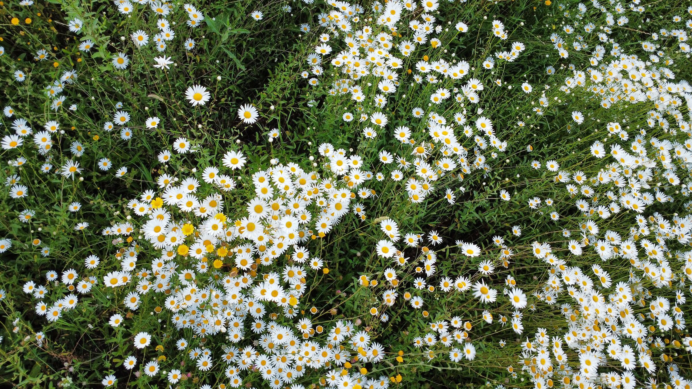Daisies Field