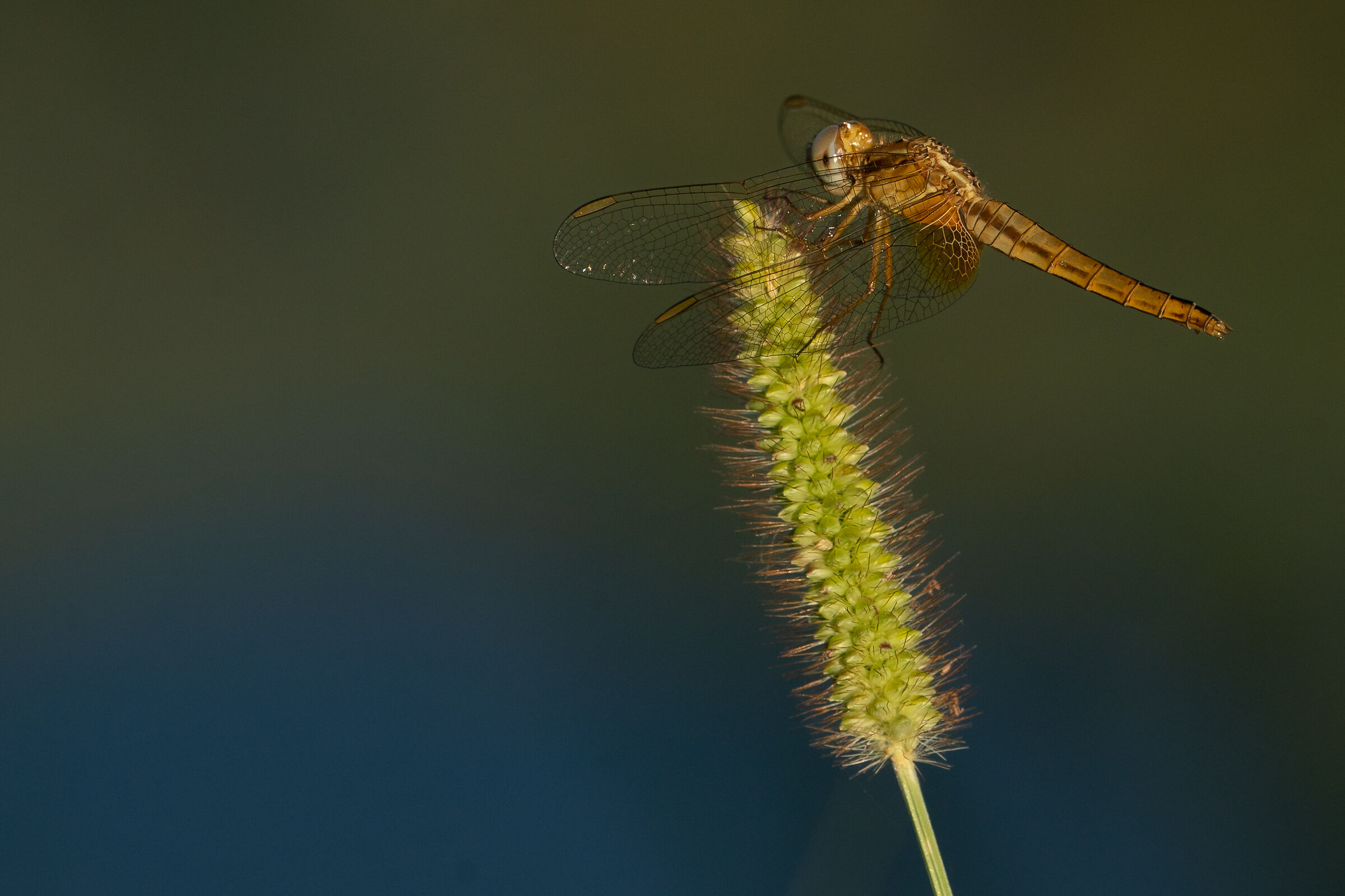 Frecciarossa punctual...