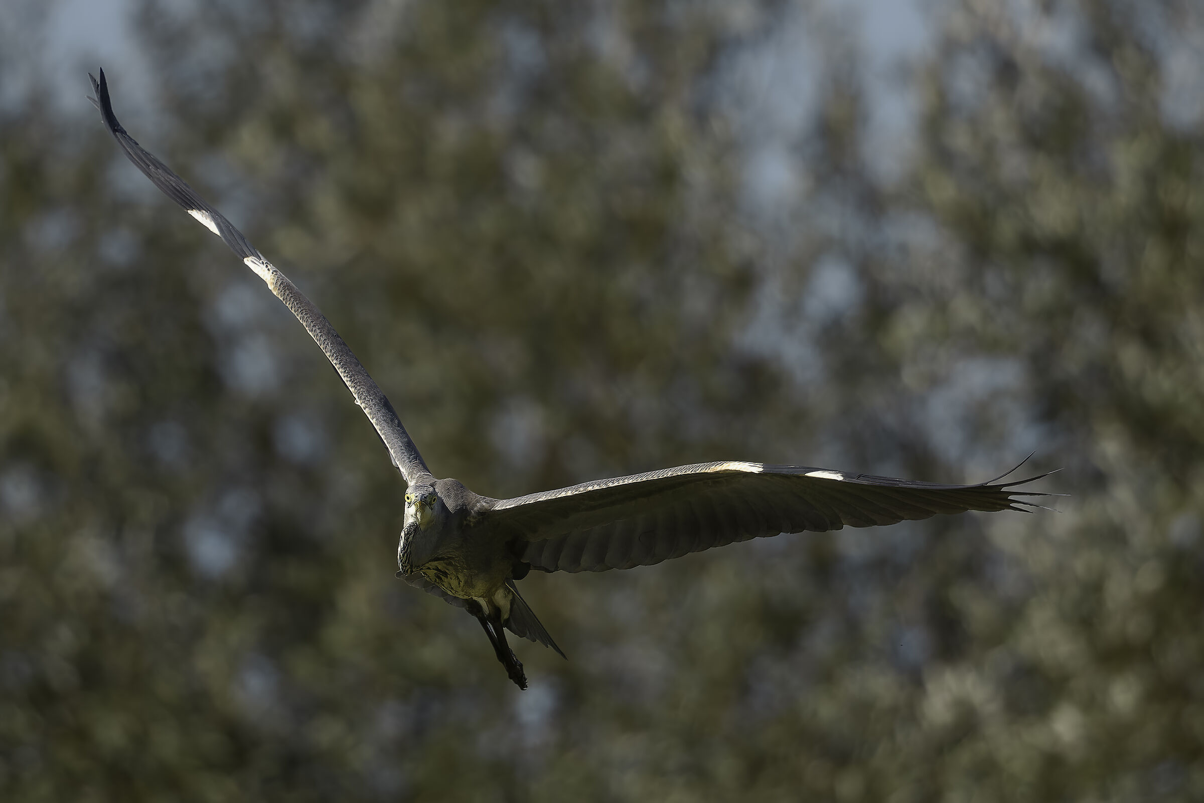 Grey heron