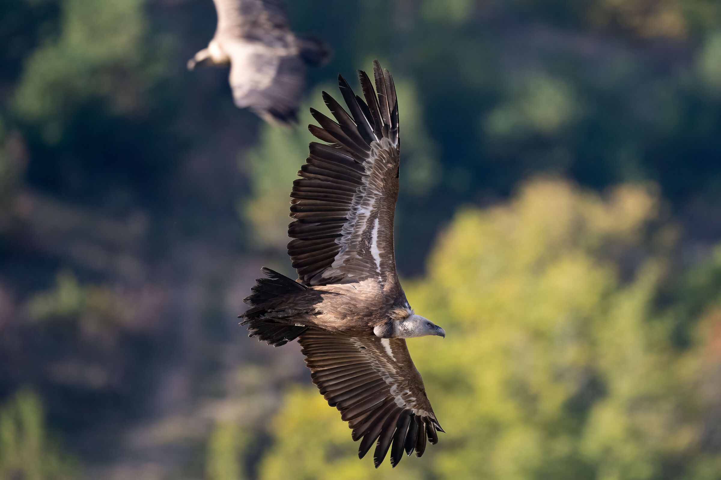 Griffin - Barronies Provencal