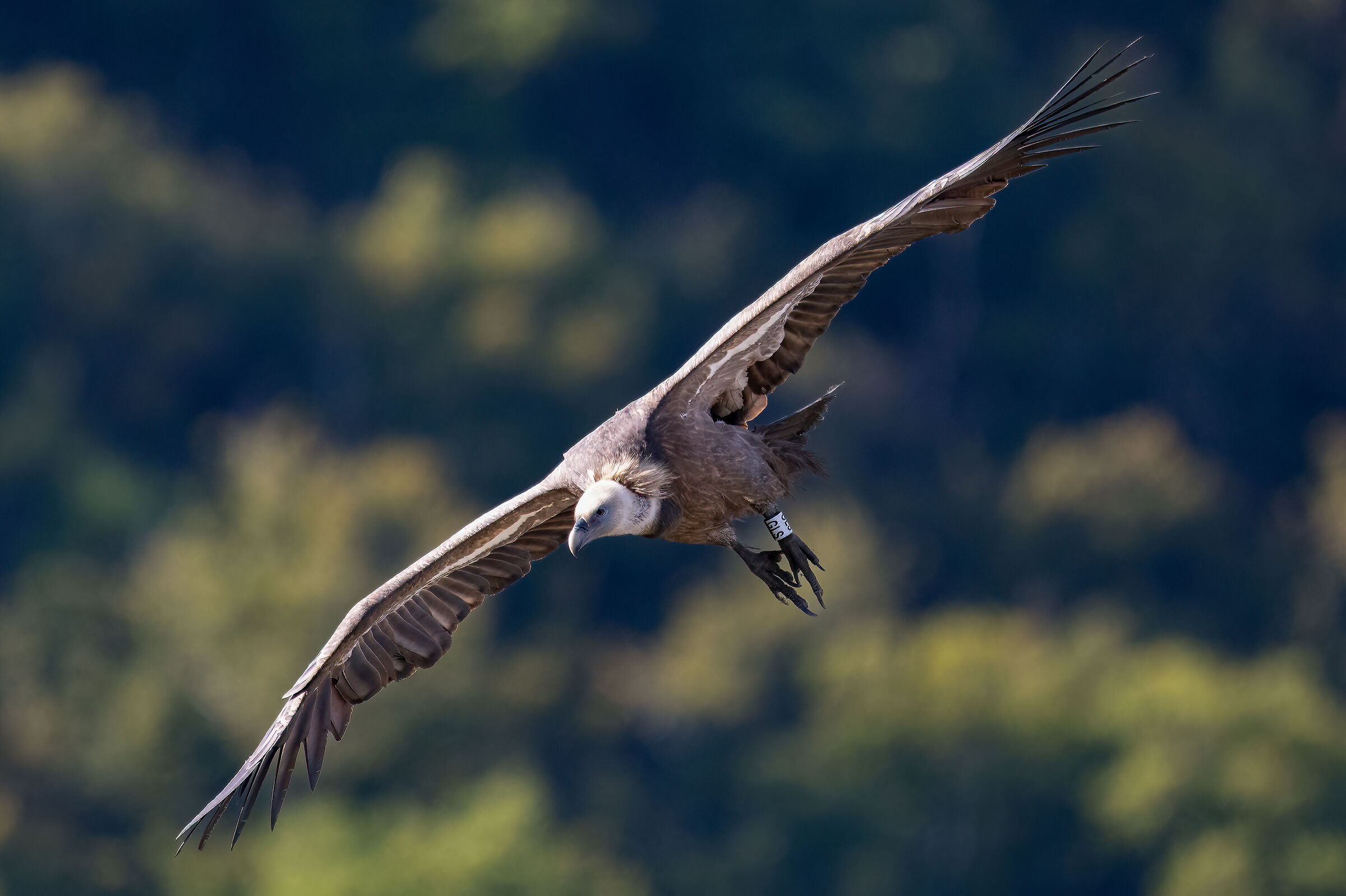 griffon vulture - Barronies Provencal