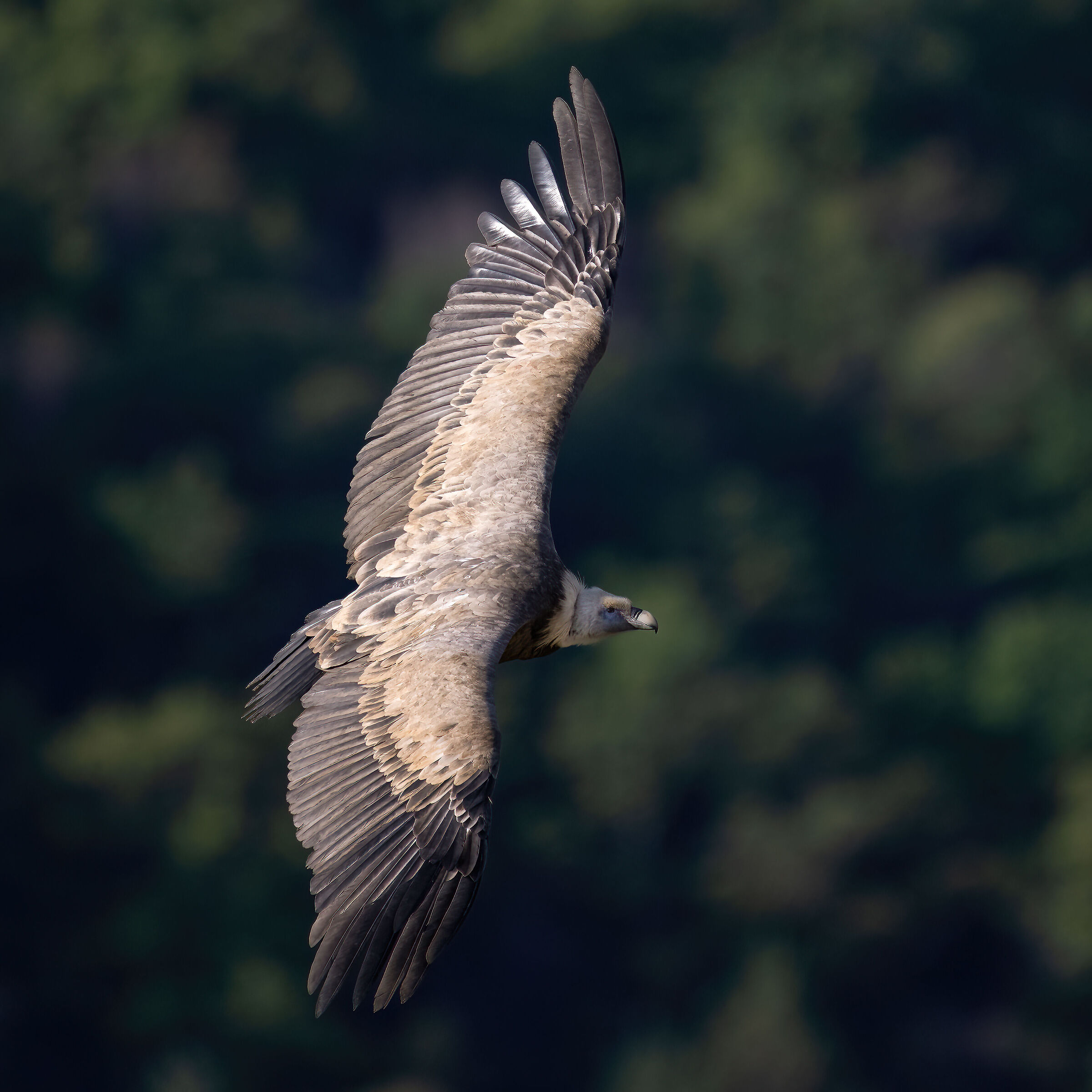 griffon vulture - Barronies Provencal