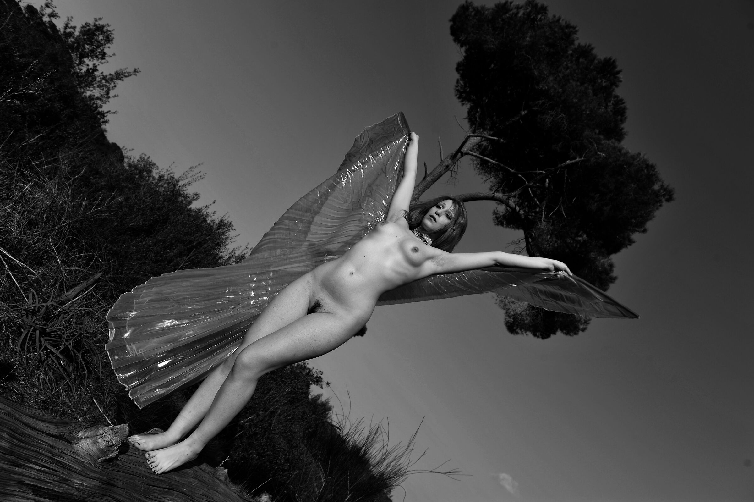 libellula