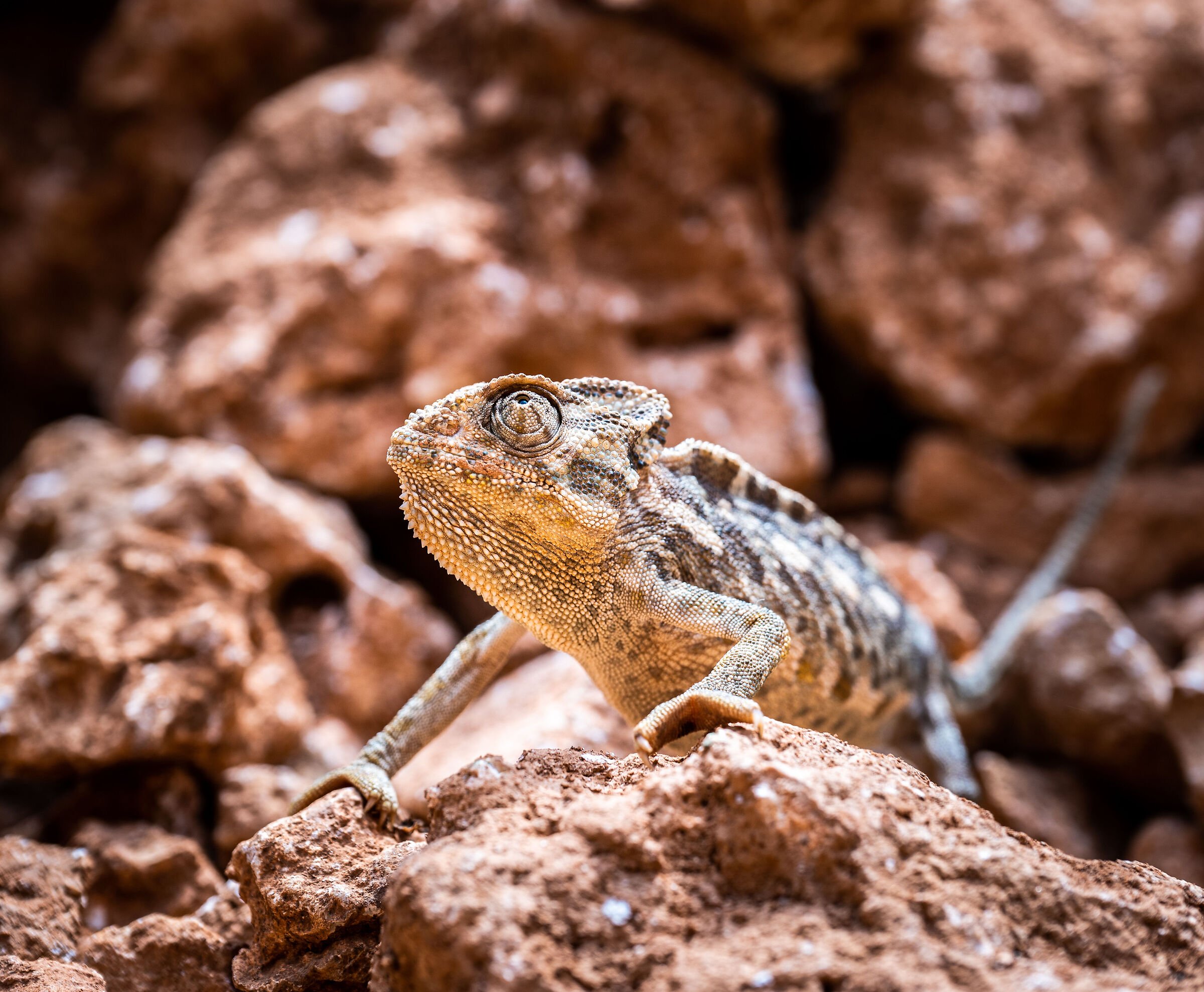 Chameleon