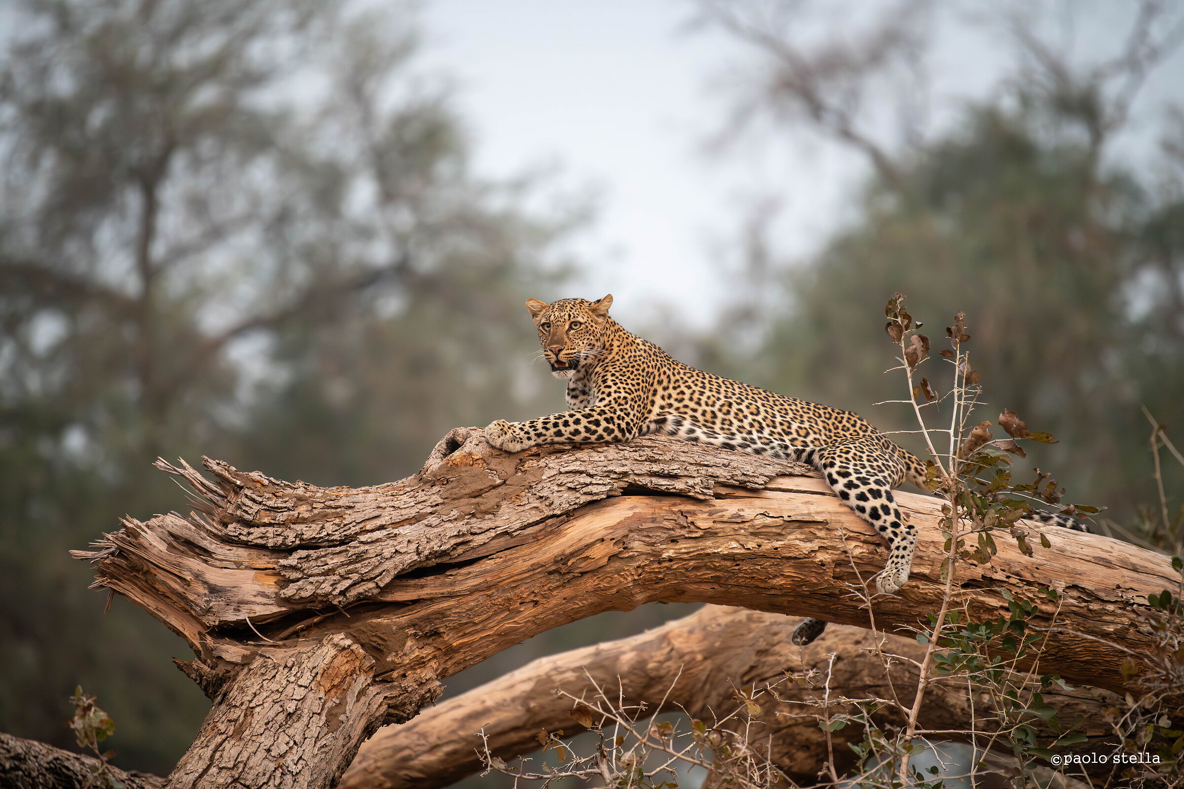 leopard on a tree