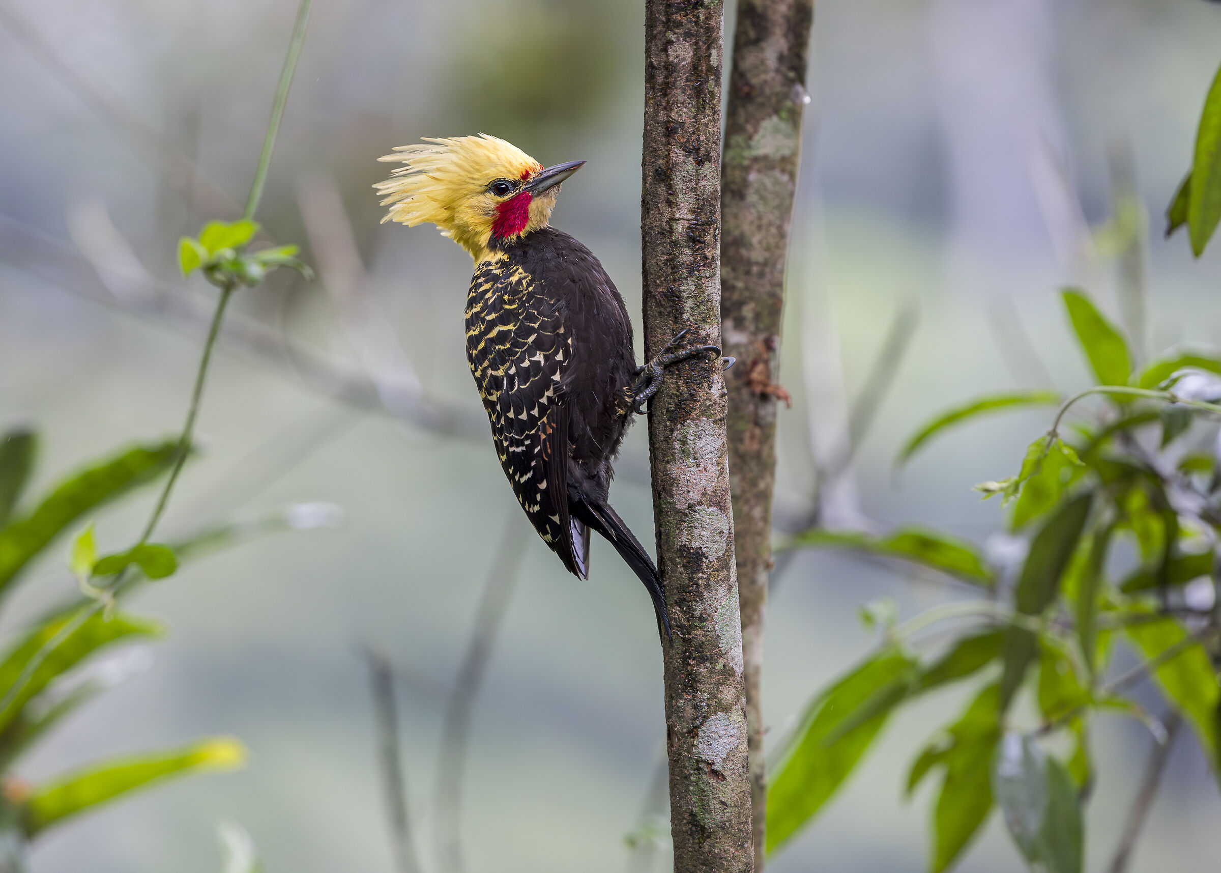 Blond-crested Woodpecker