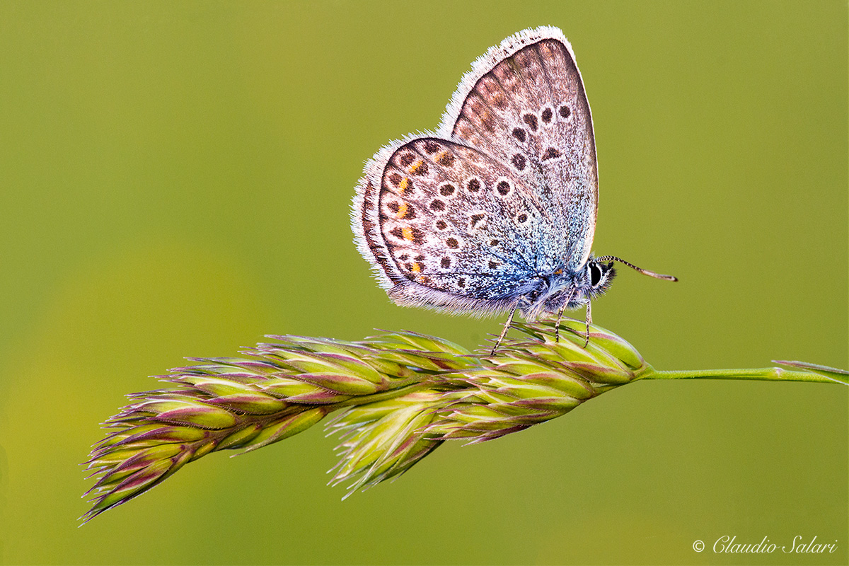 Polyommatus icarus