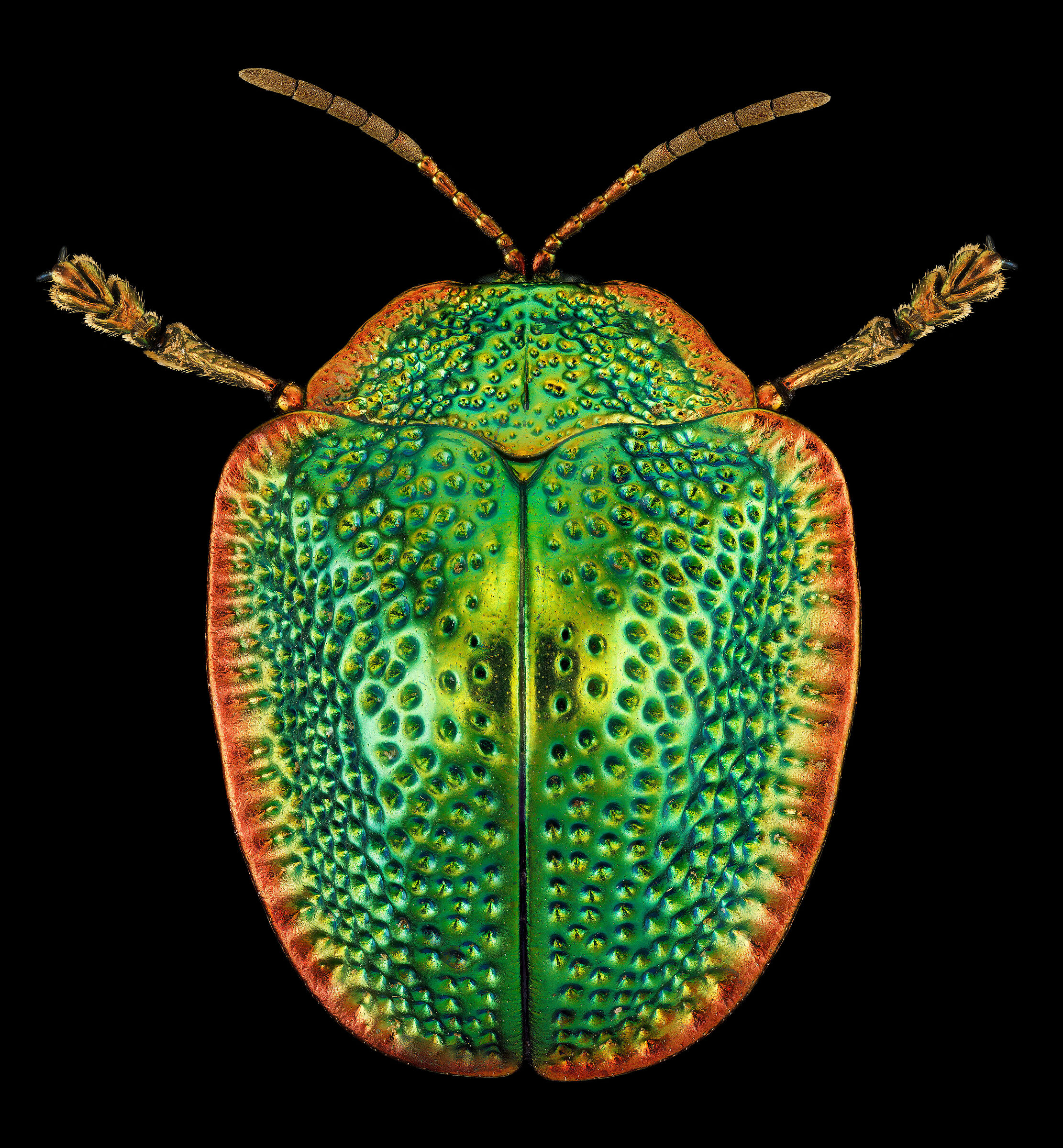 Polychalca punctatissima