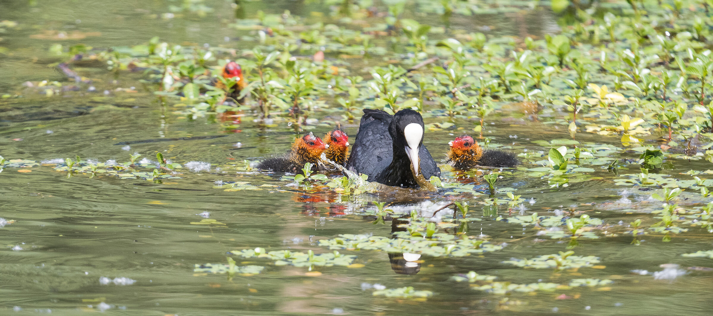 Coot with chicks