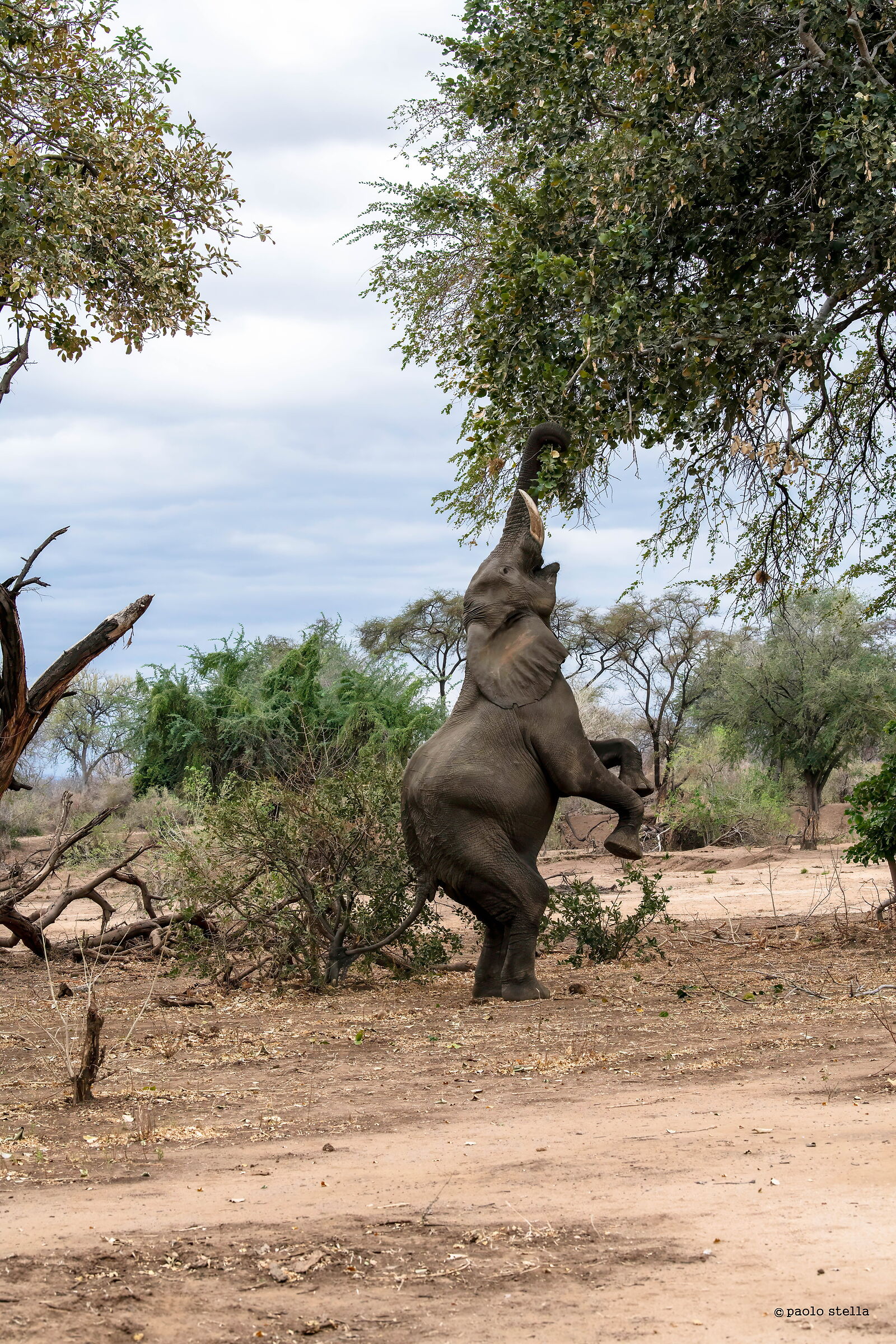 la scuola di Boswell