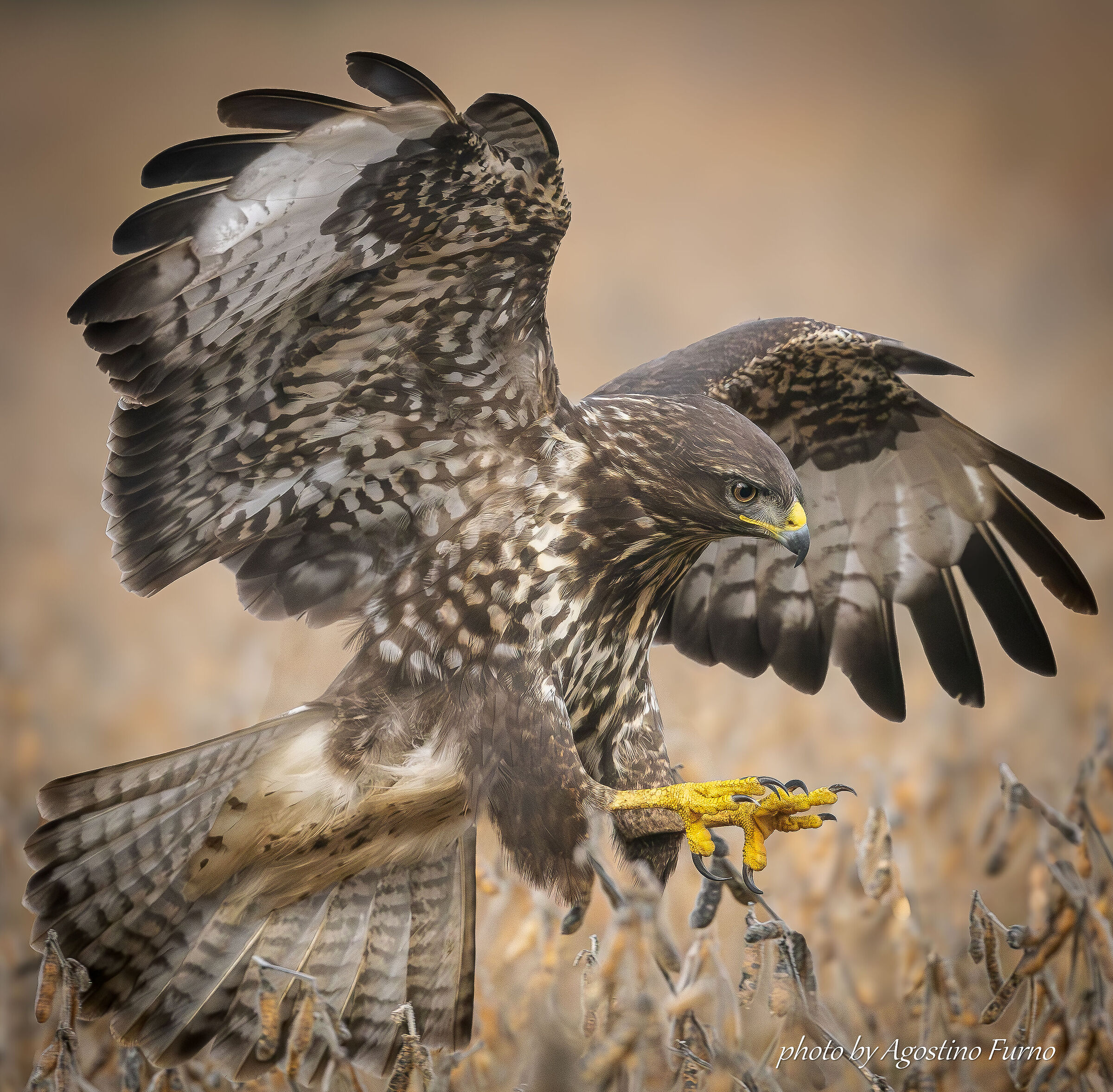 Buzzard
