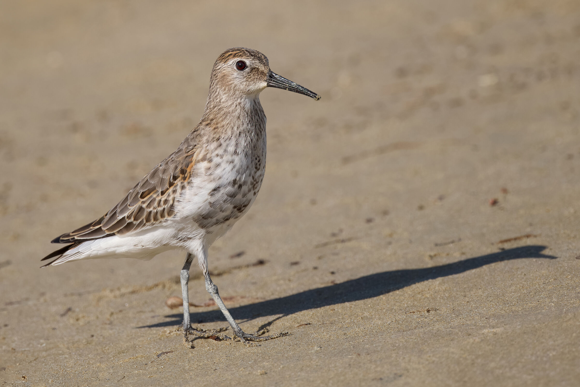 Piovanello pancianera (Calidris alpina)