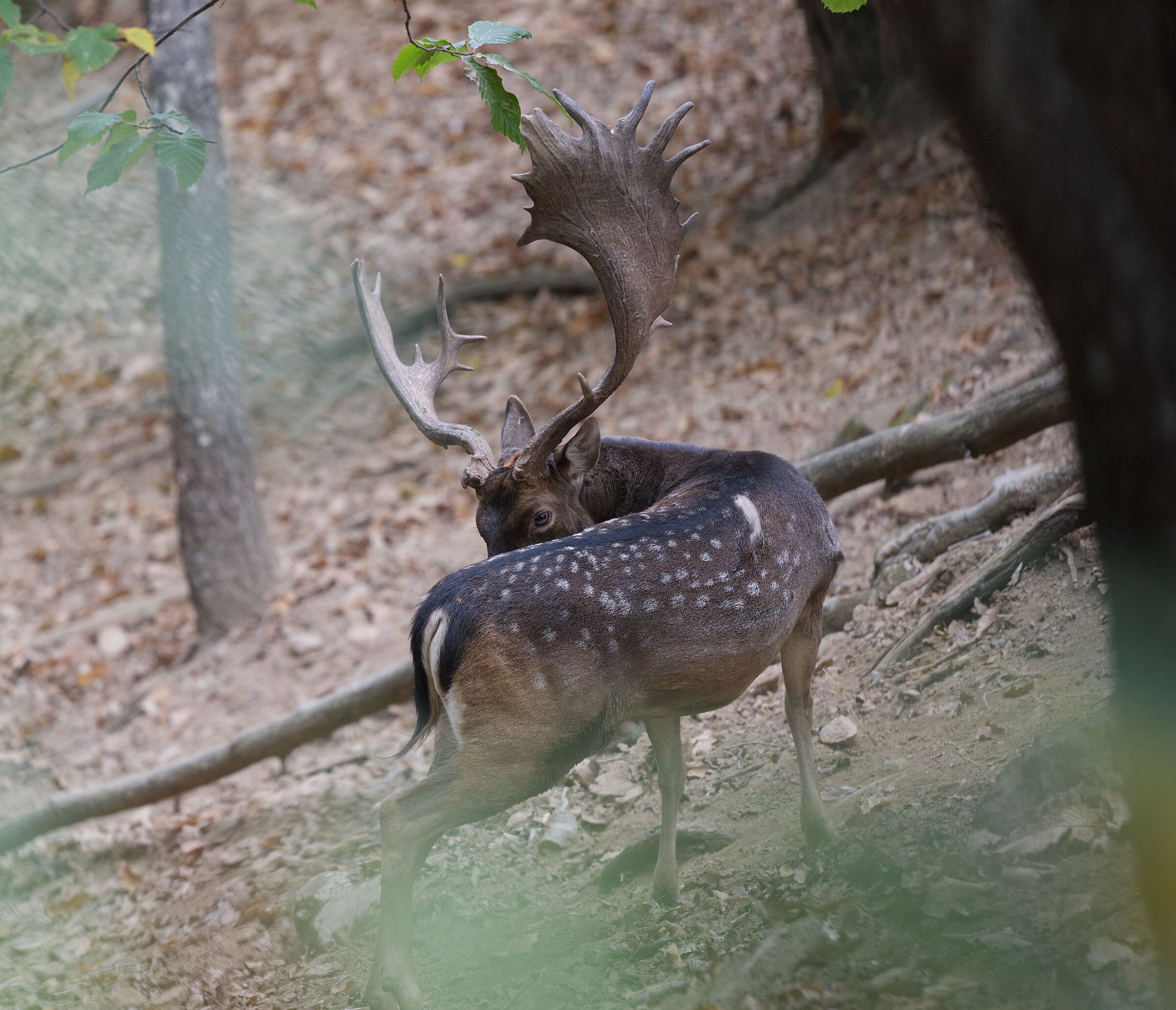 Male fallow deer Palancone