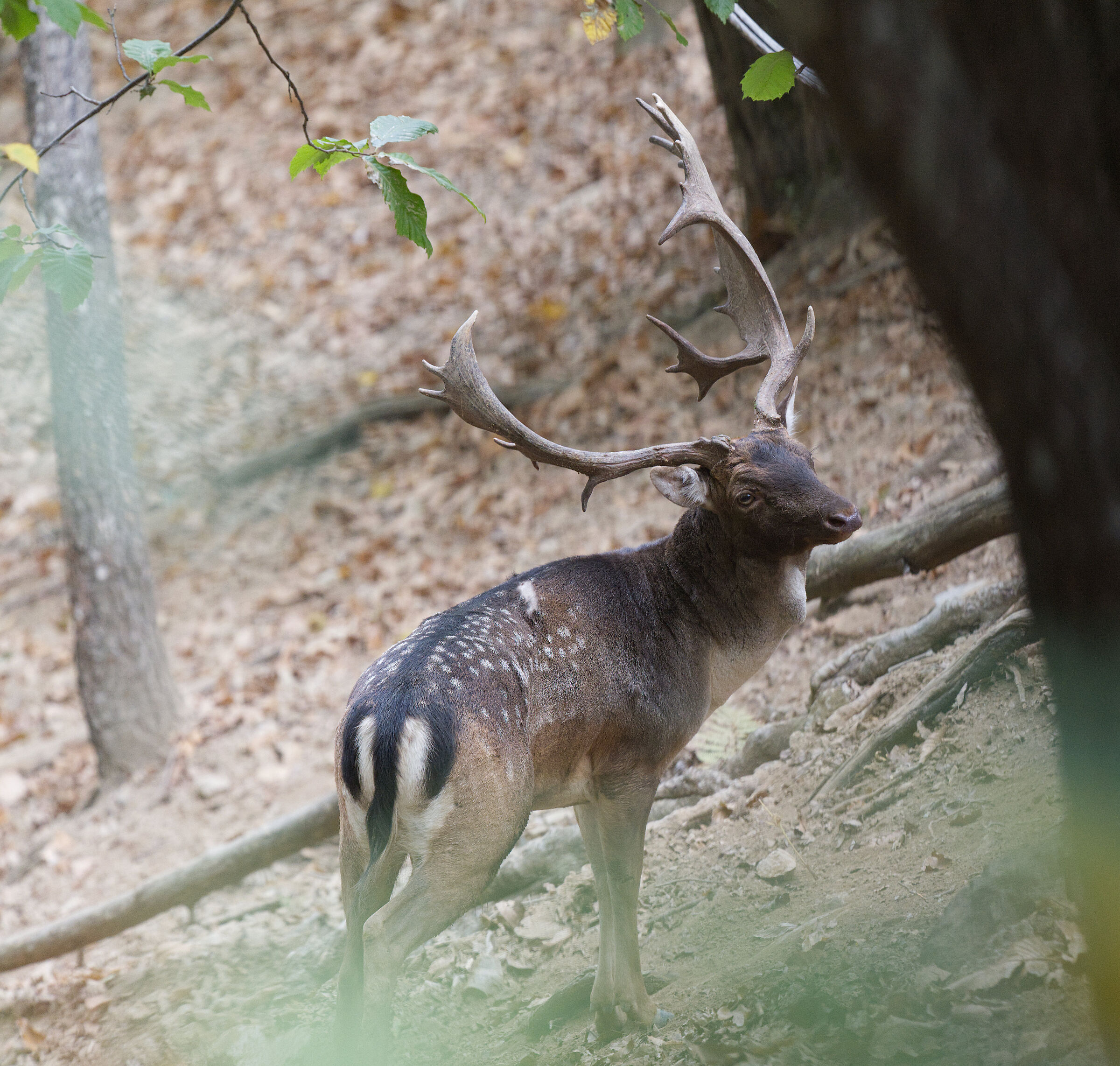 Male fallow deer Palancone