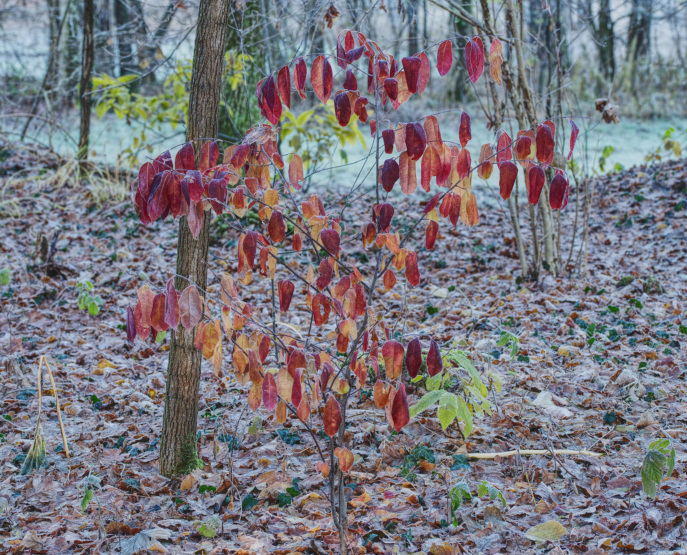 Amelanchier LamarckII