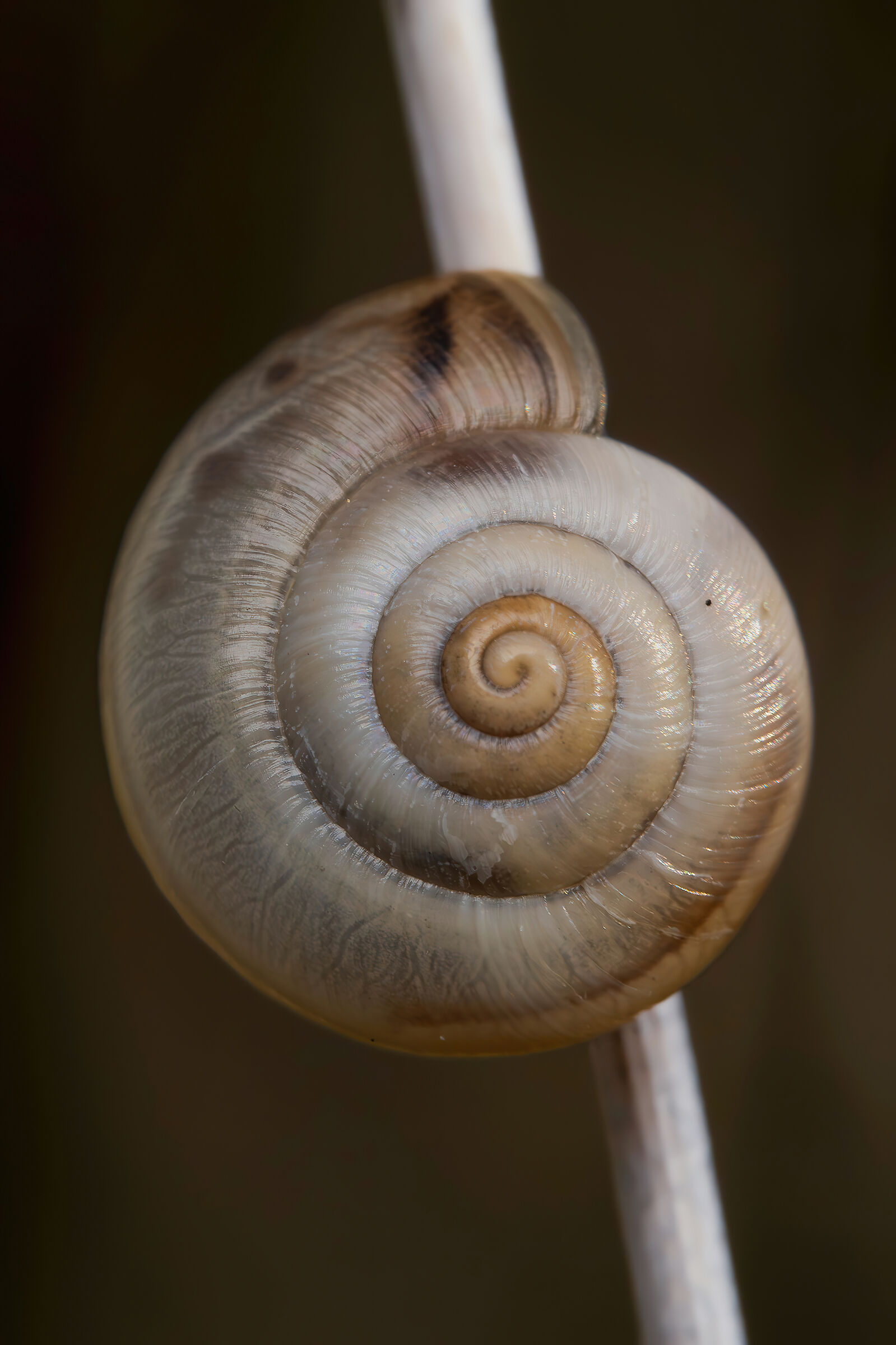 Snail