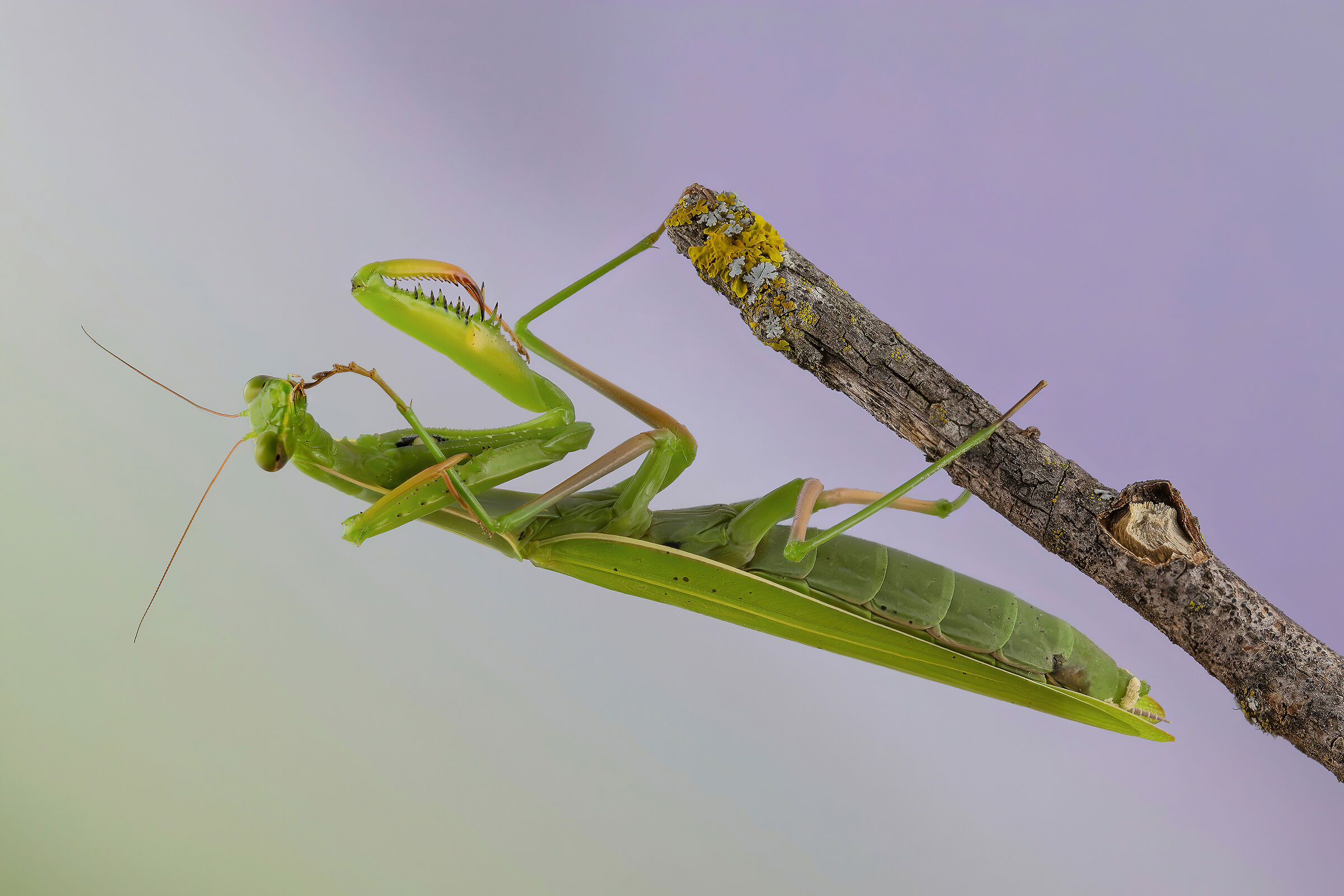 Mantis religiosa