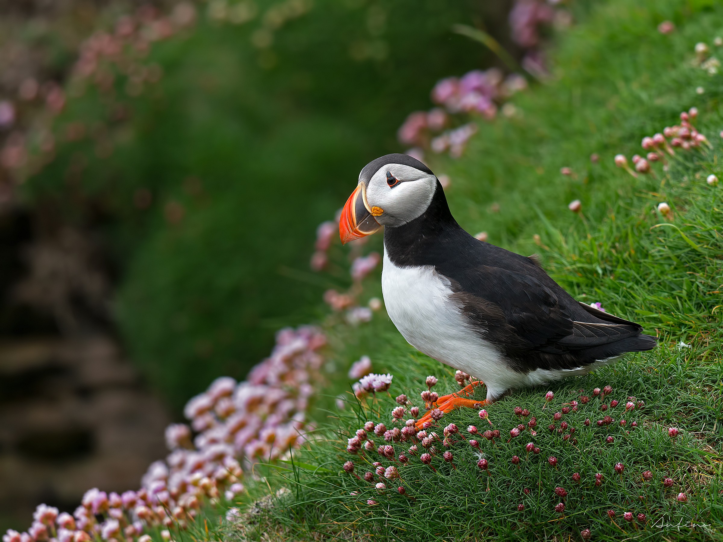 Puffin