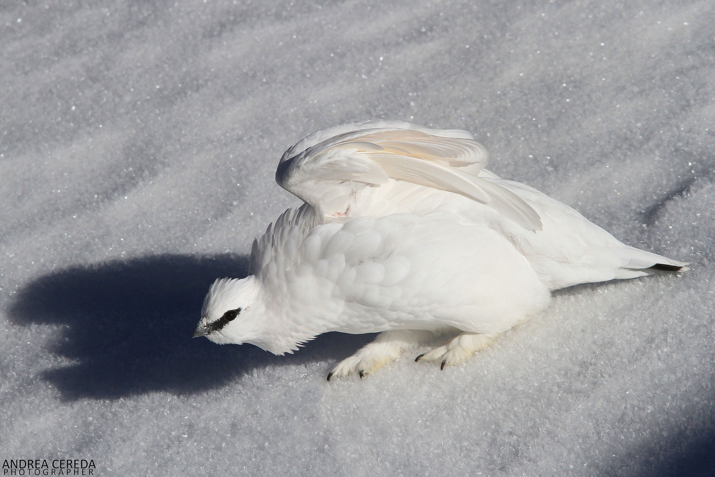 Lagopus muta ssp helvetica - Rock ptarmigan