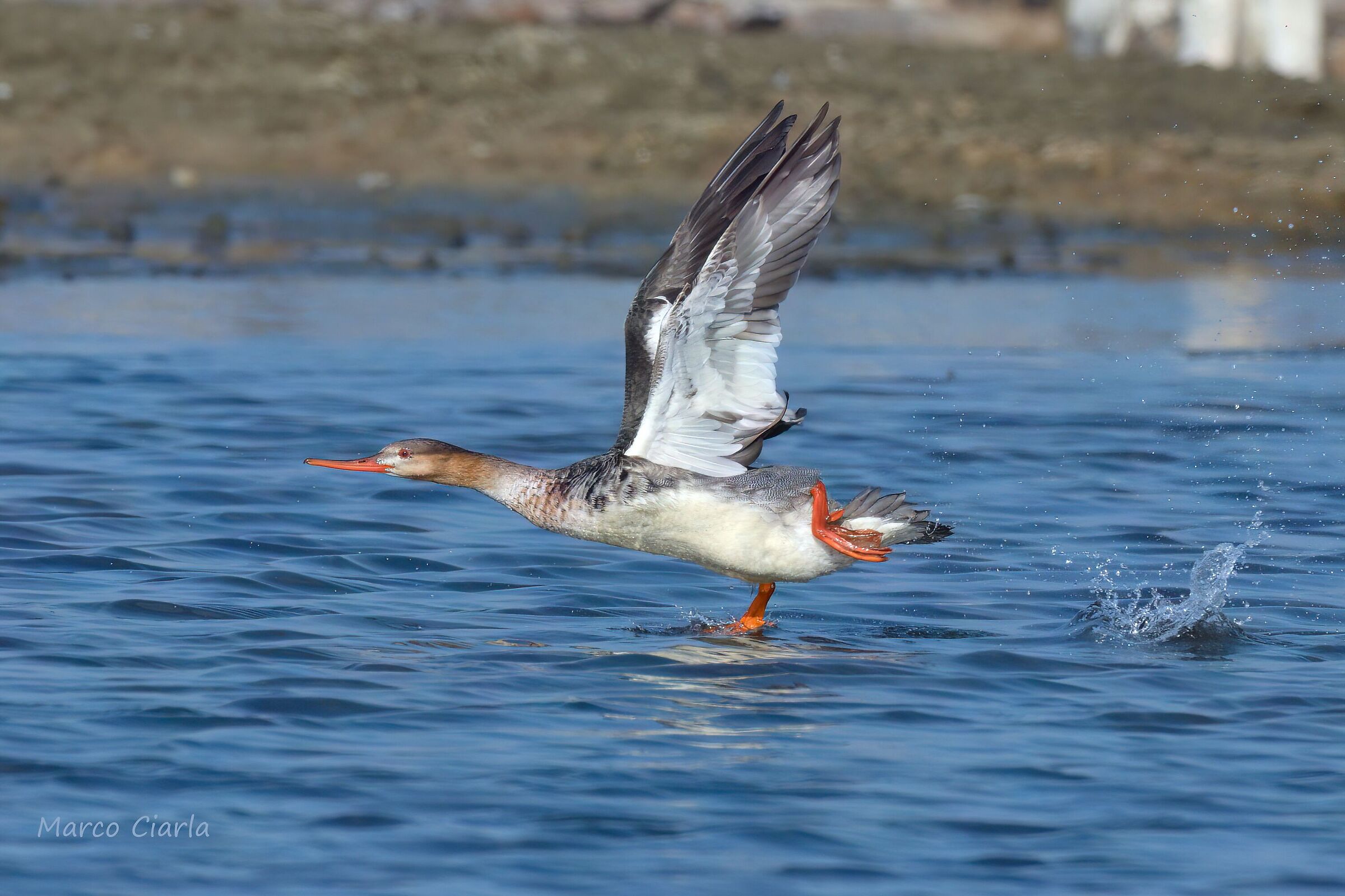 Lesser Merganser (Mergus serrator)