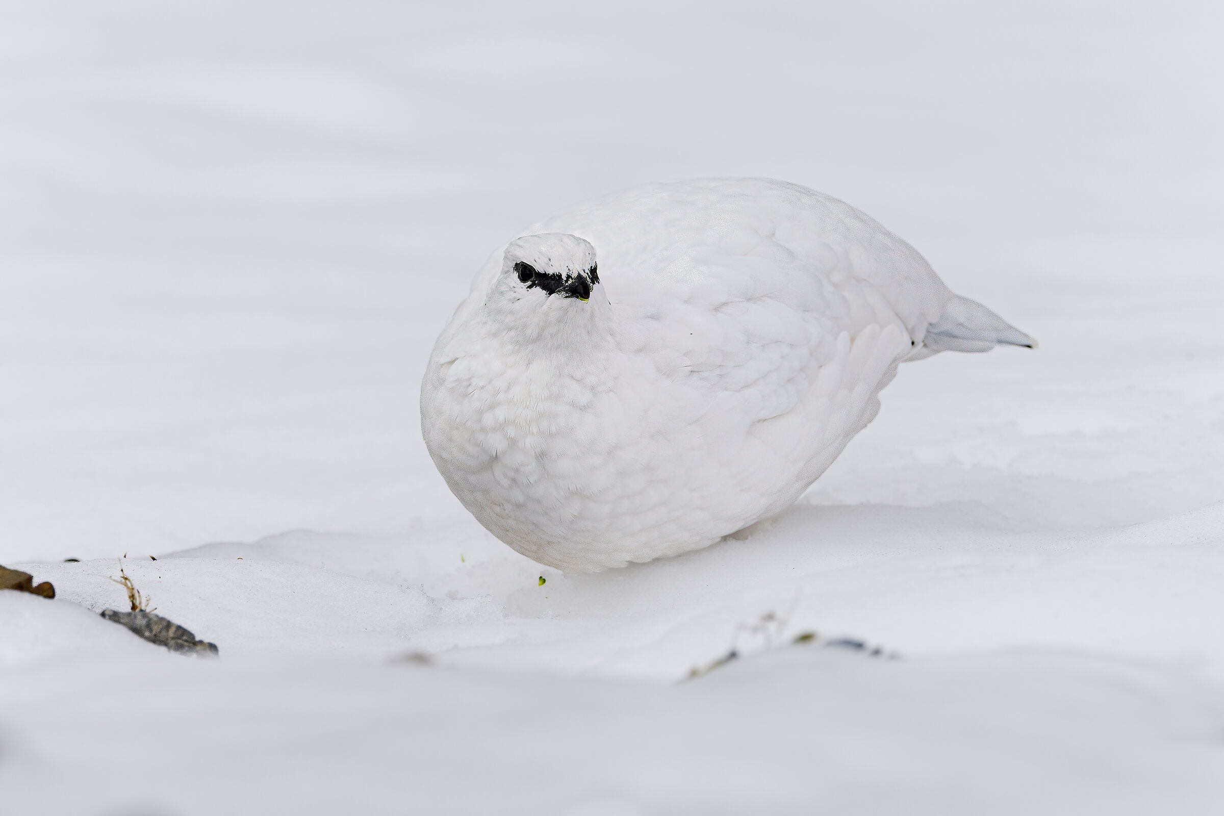 esercizi sul bianco, pernice bianca