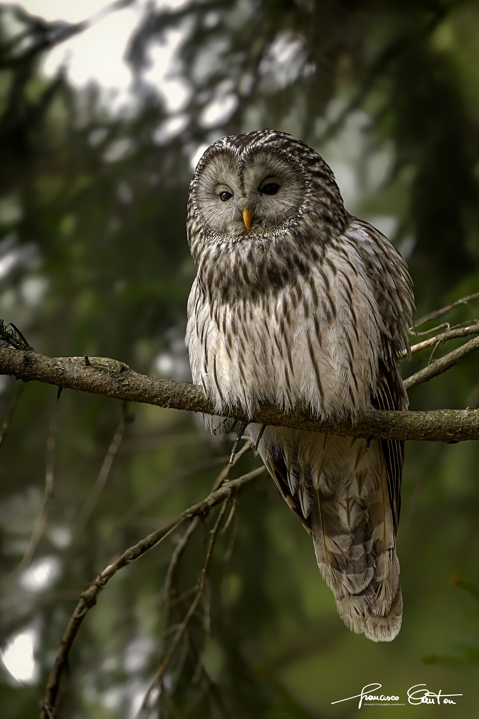 Ural Tawny Owl