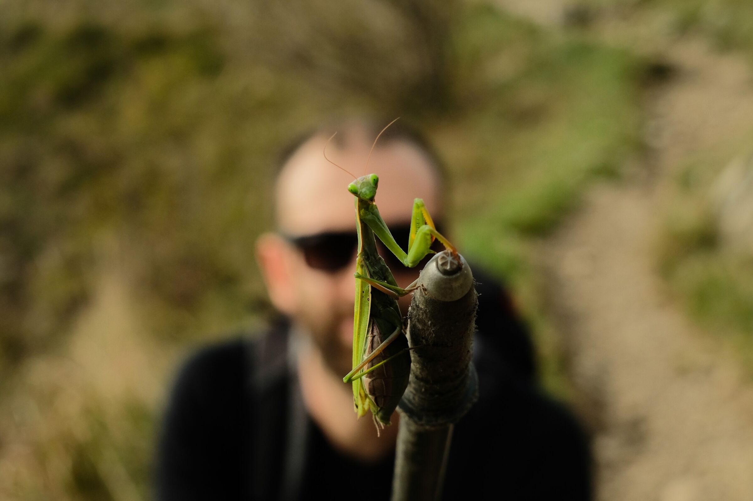 La mantide sul sentiero