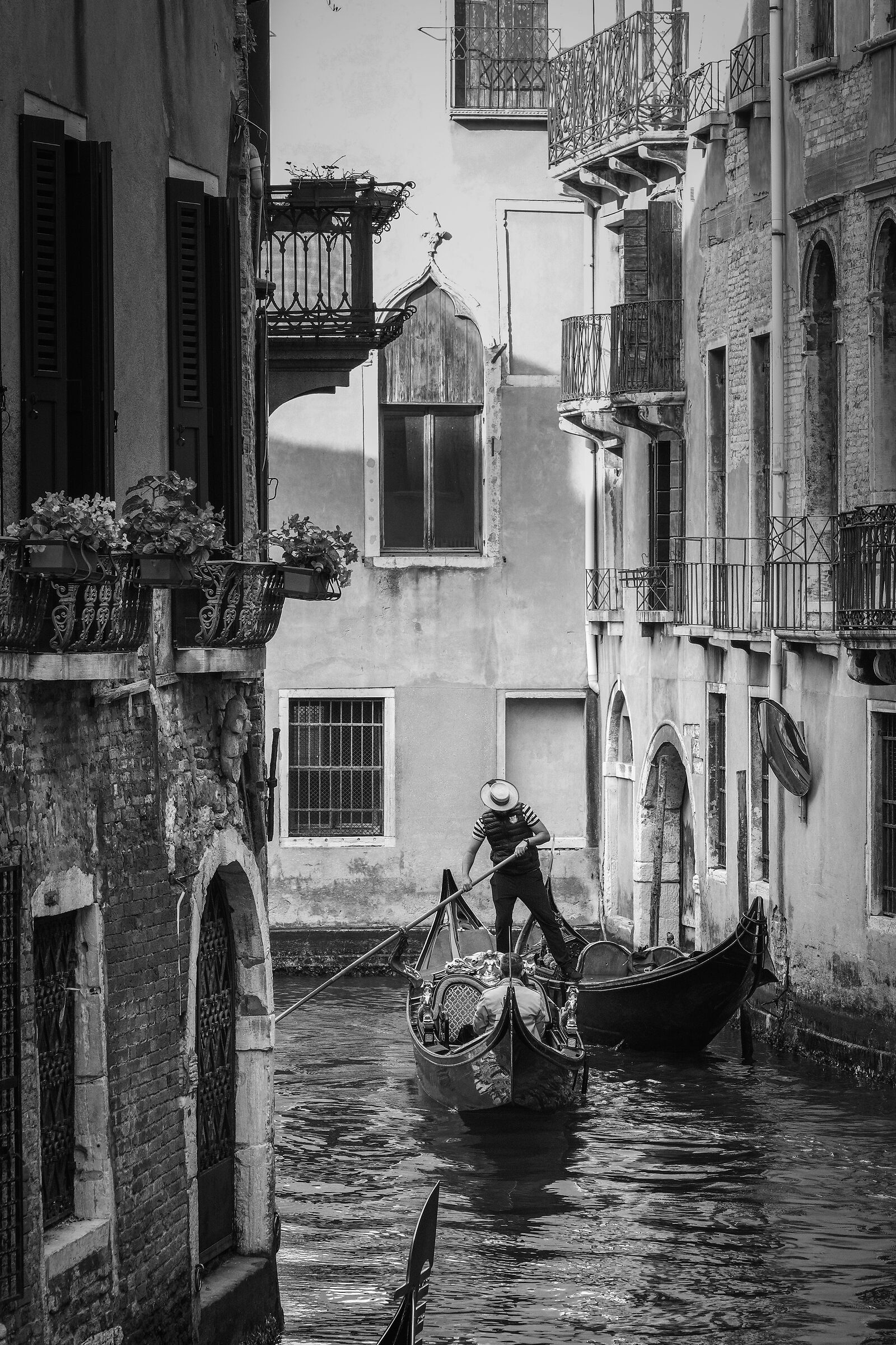 Between the calla lilies