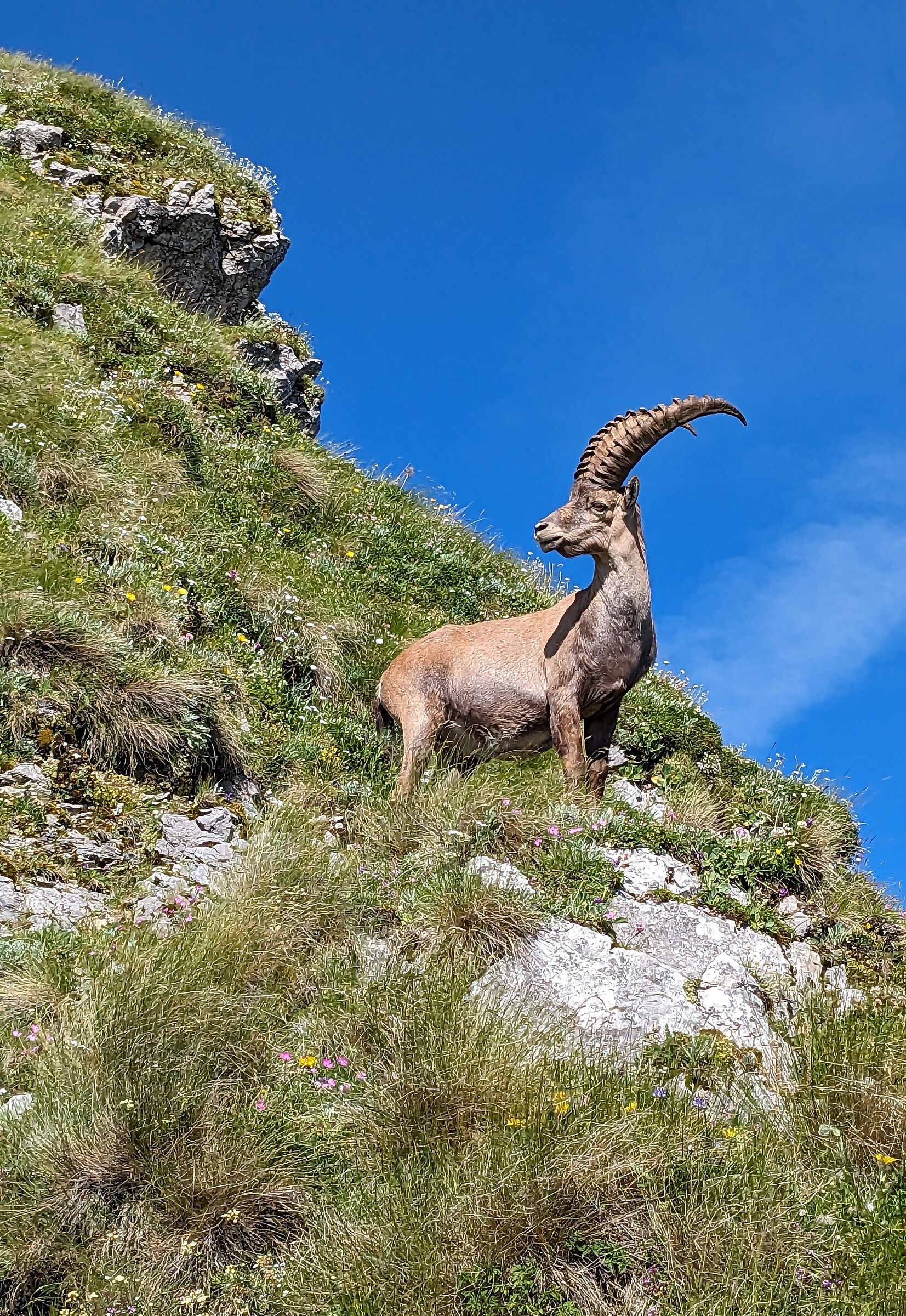 ibex