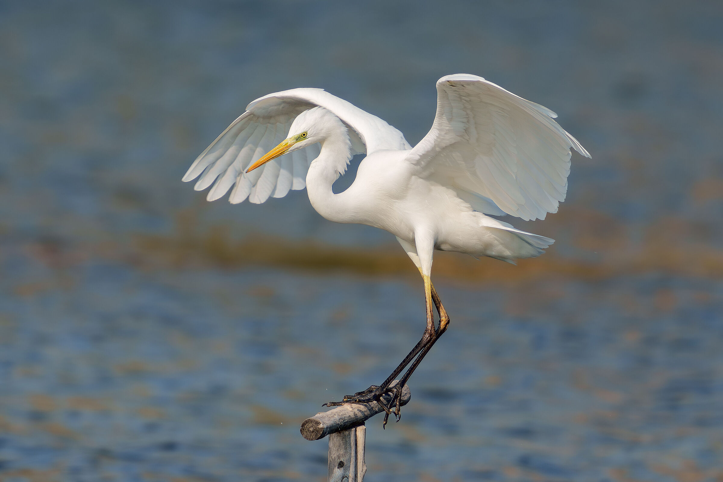 Airone bianco maggiore