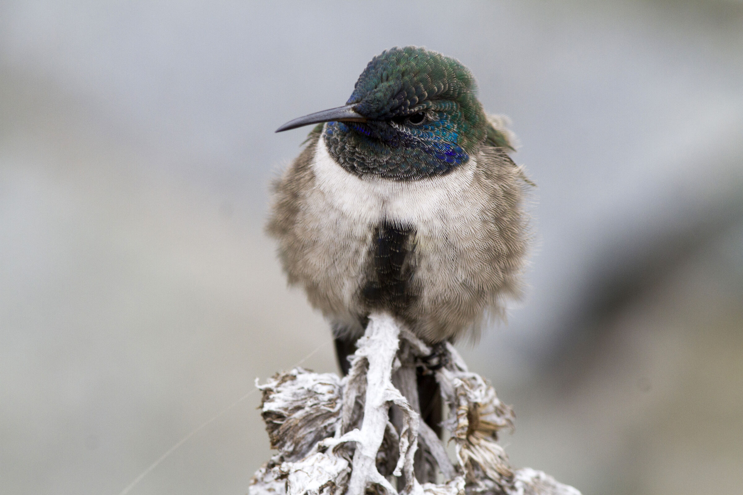 Ecuadorian Hillstar (Oreotrochilus chimborazo) Ecuador
