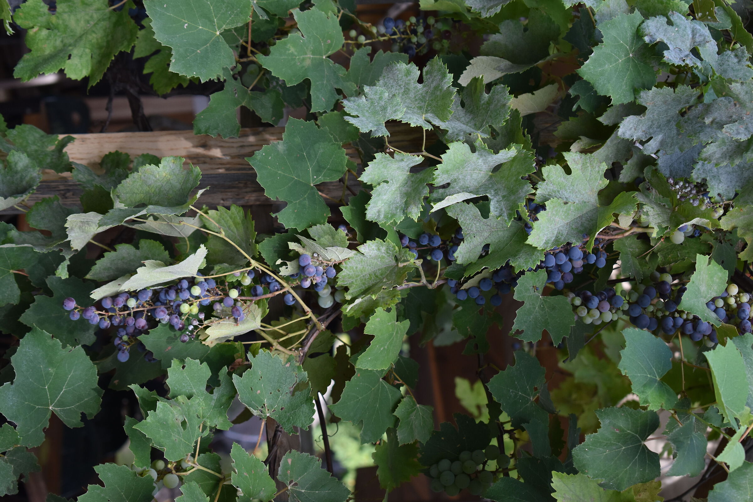 Wine Grains