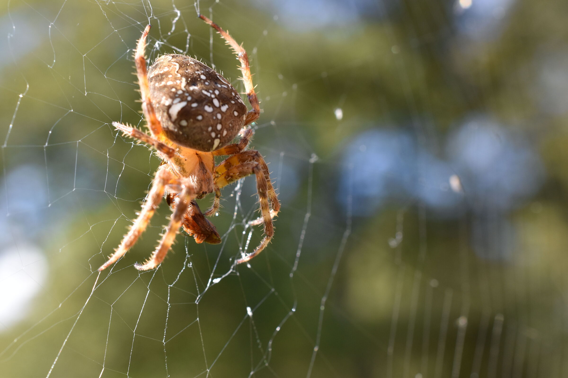 Whiskey the Spider