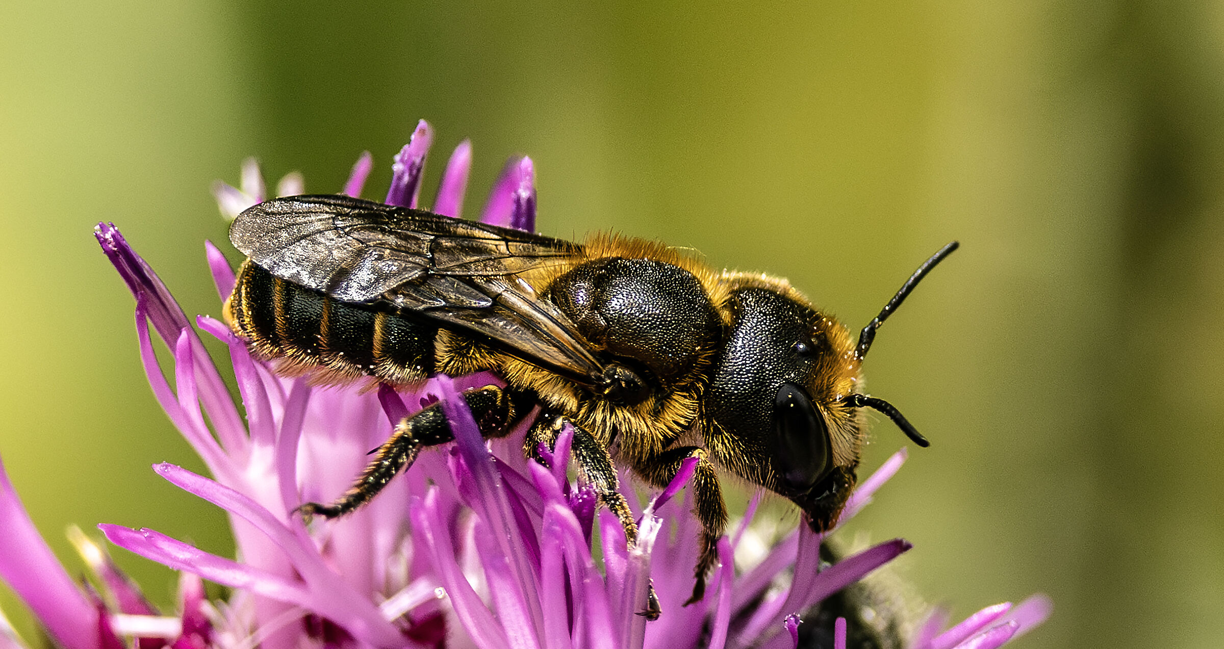 Mason bee