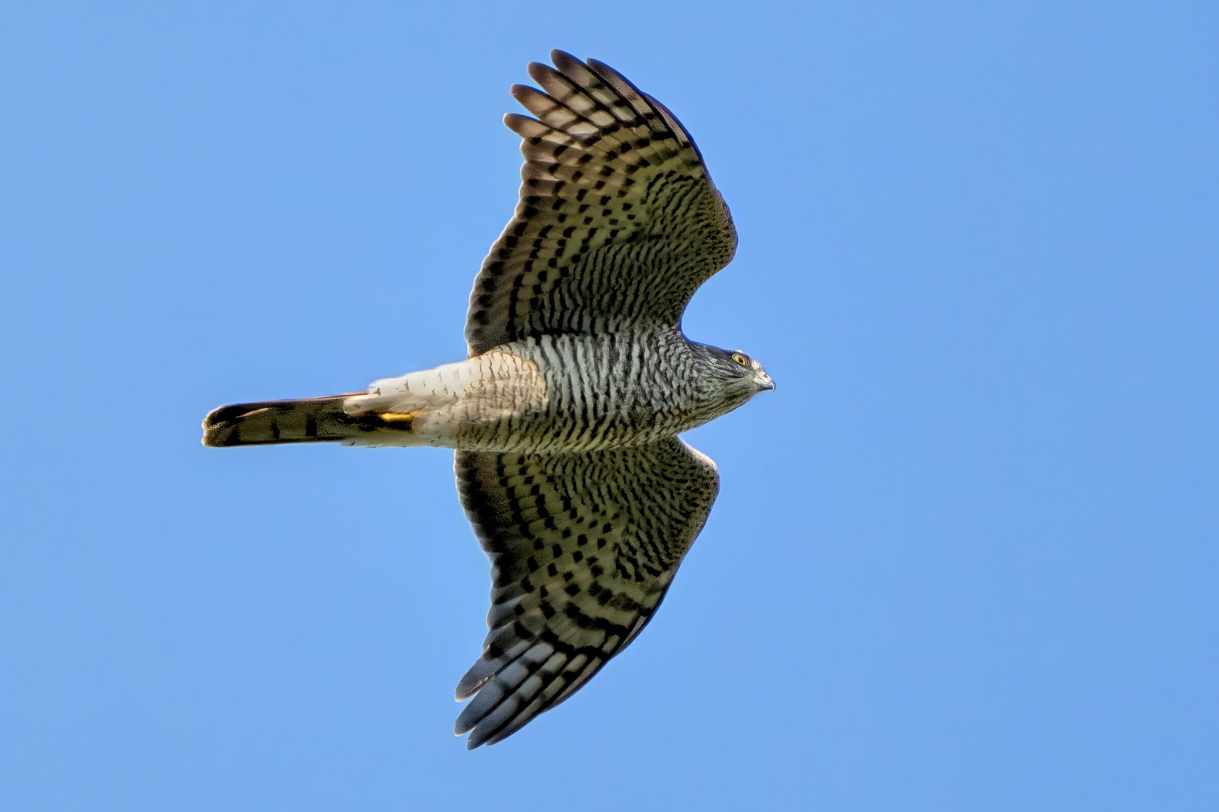 Sparrowhawk (Accipiter nisus)