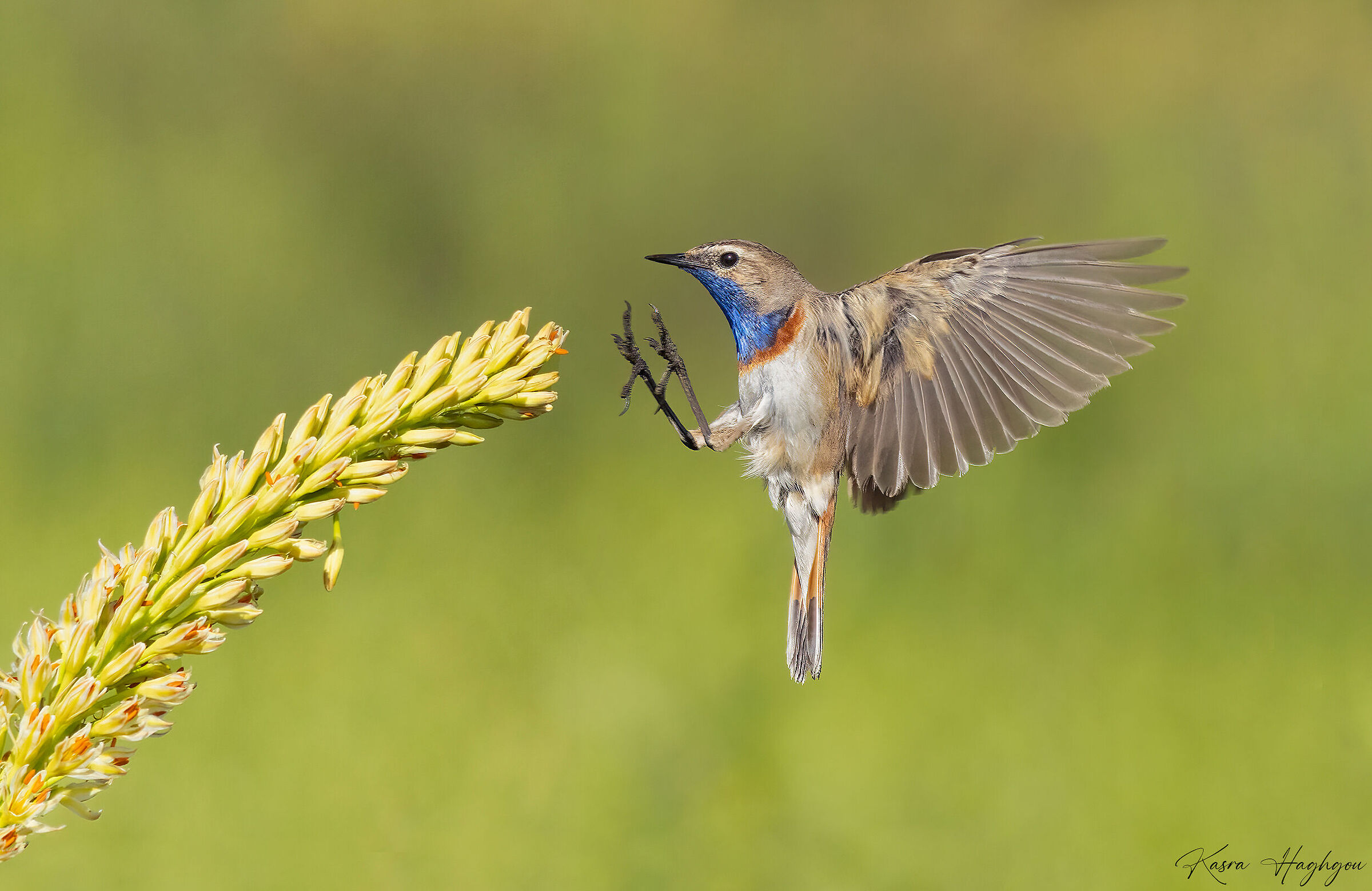 Bluethroat