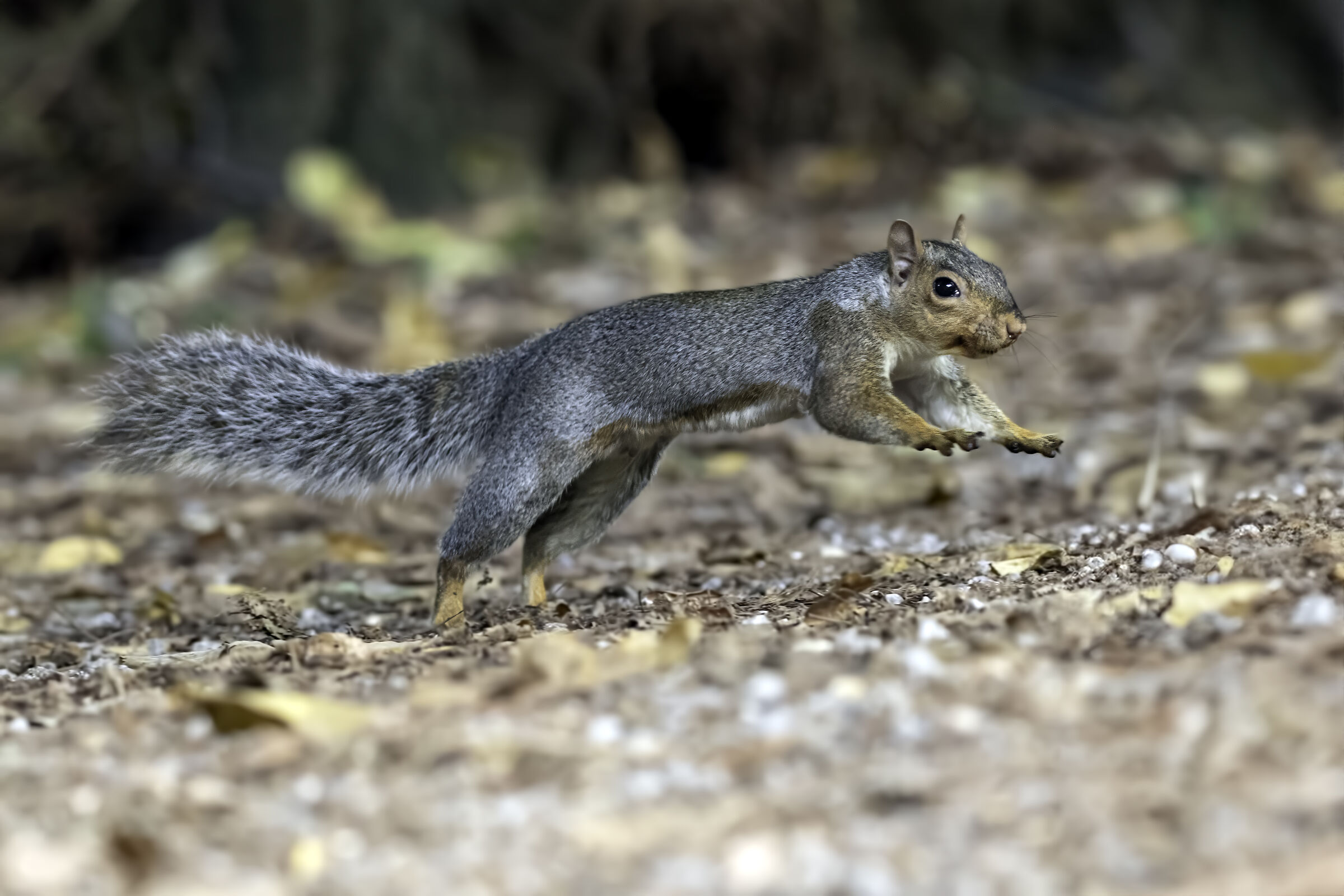 SQUIRREL