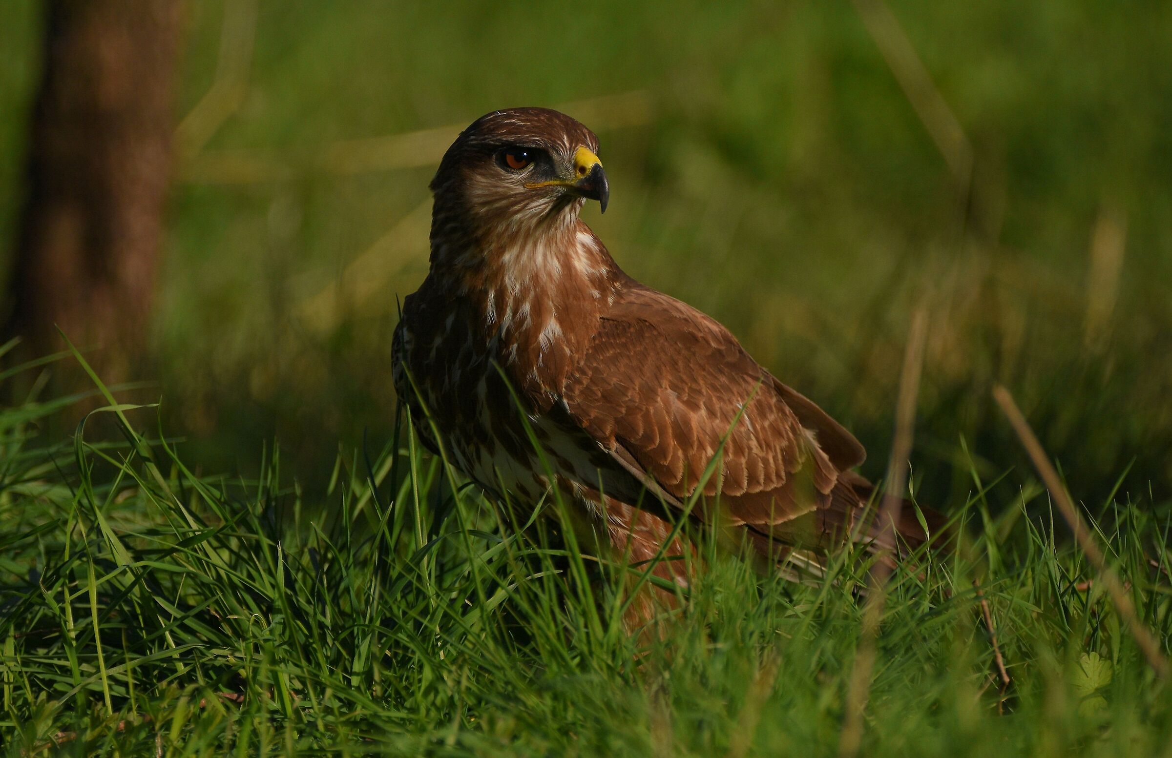 Poiana (Buteo buteo)