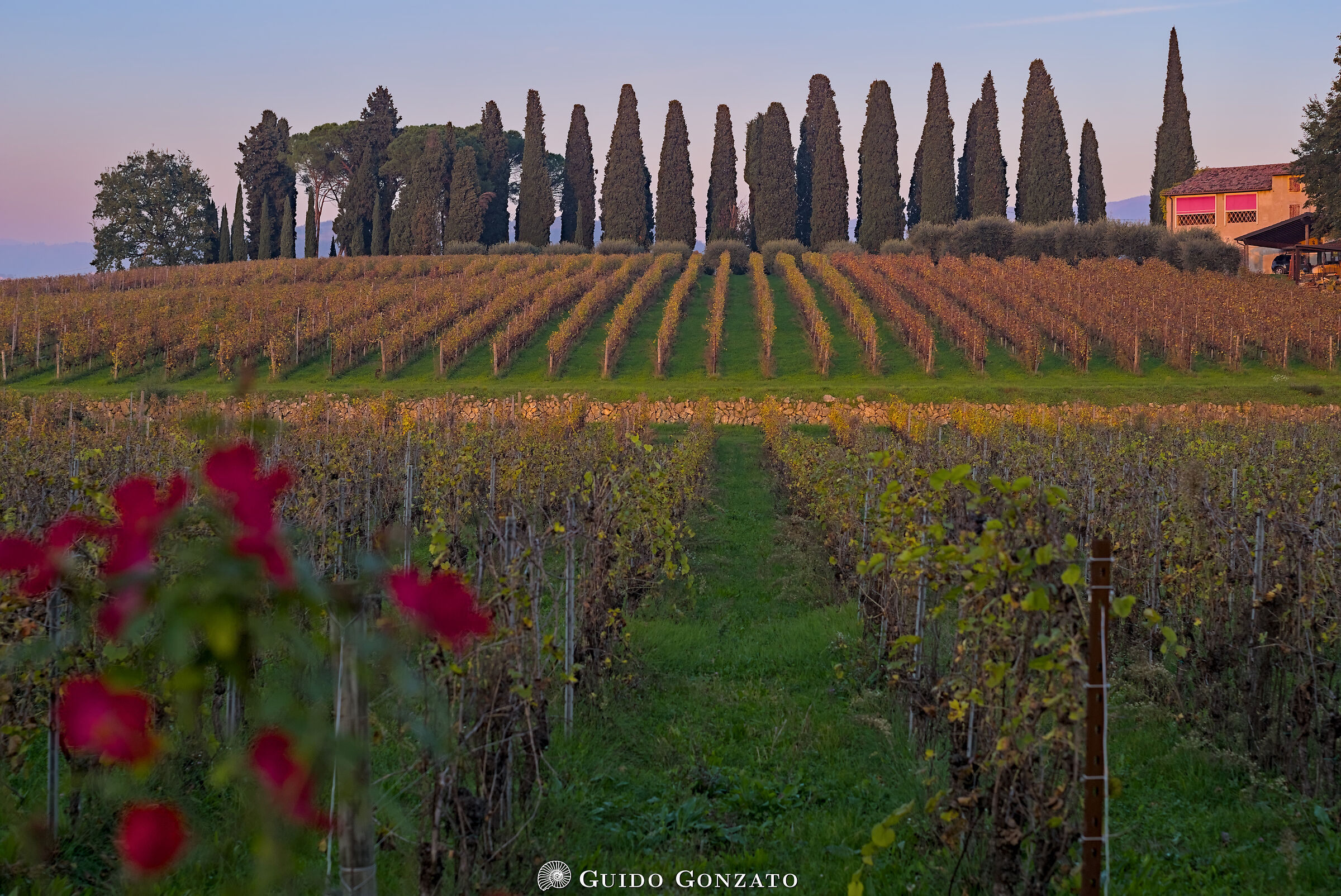 Vigne in Valpolicella