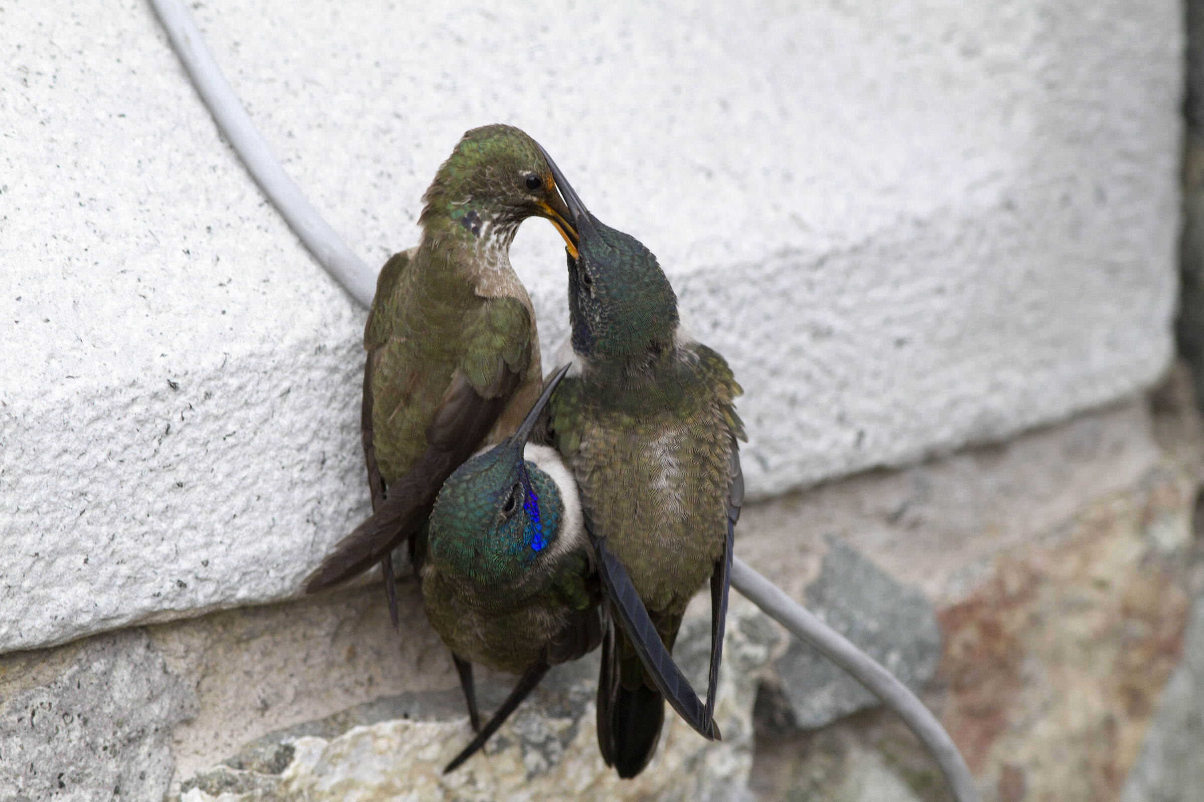 Ecuadorian Hillstar (Chimborazo, Ecuador)