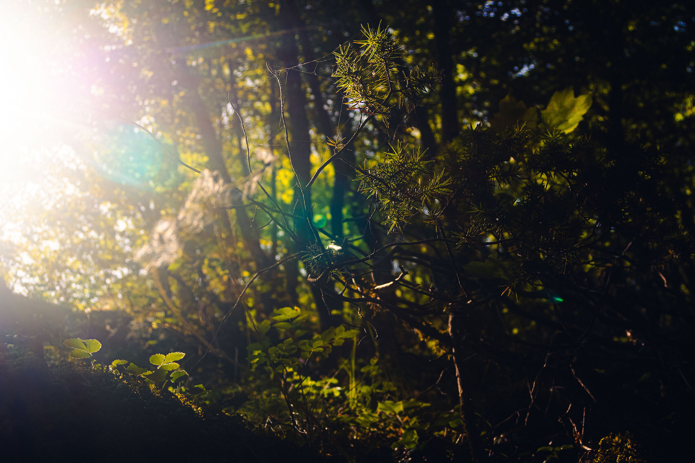 Luce nel sottobosco