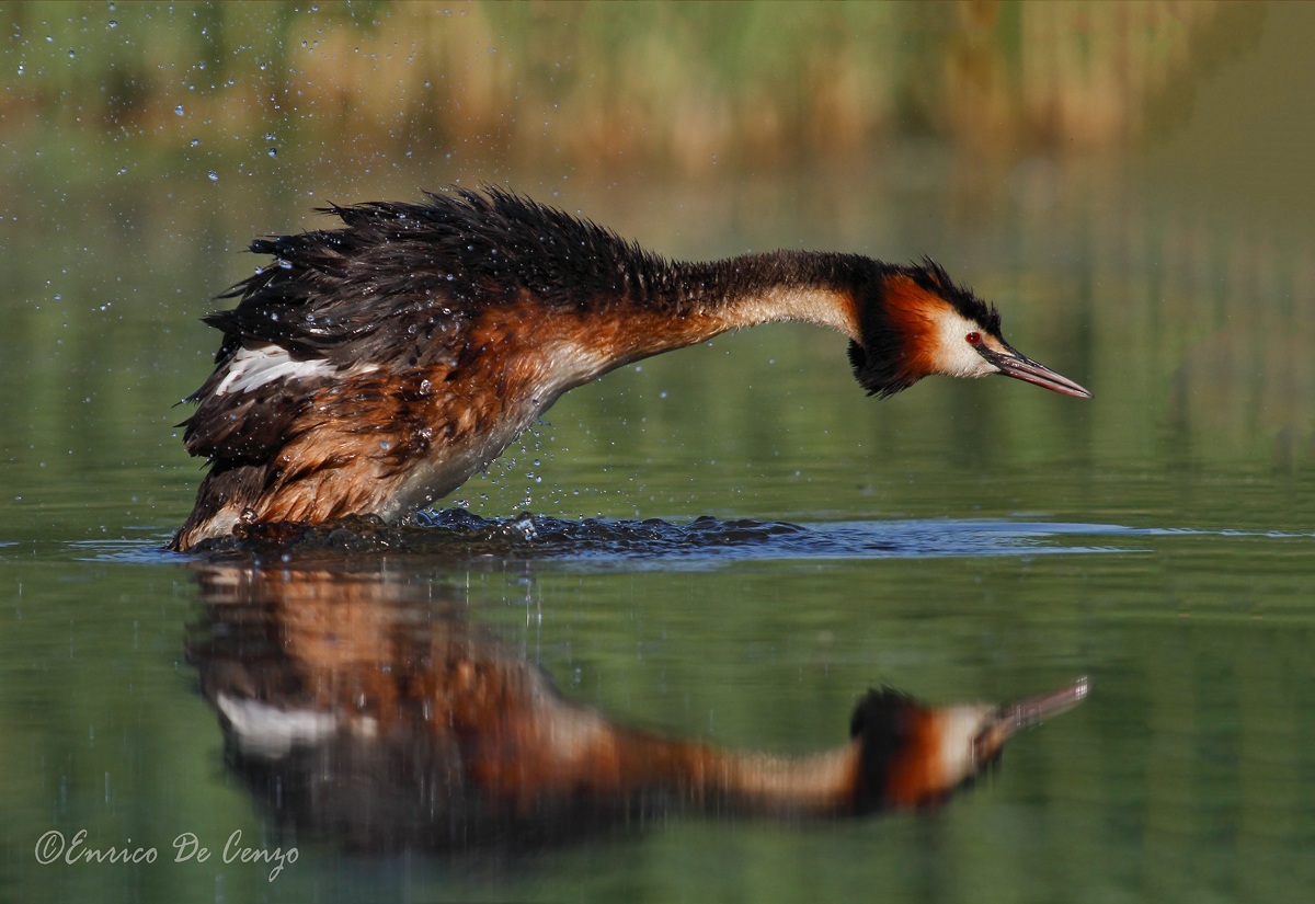 Grebe