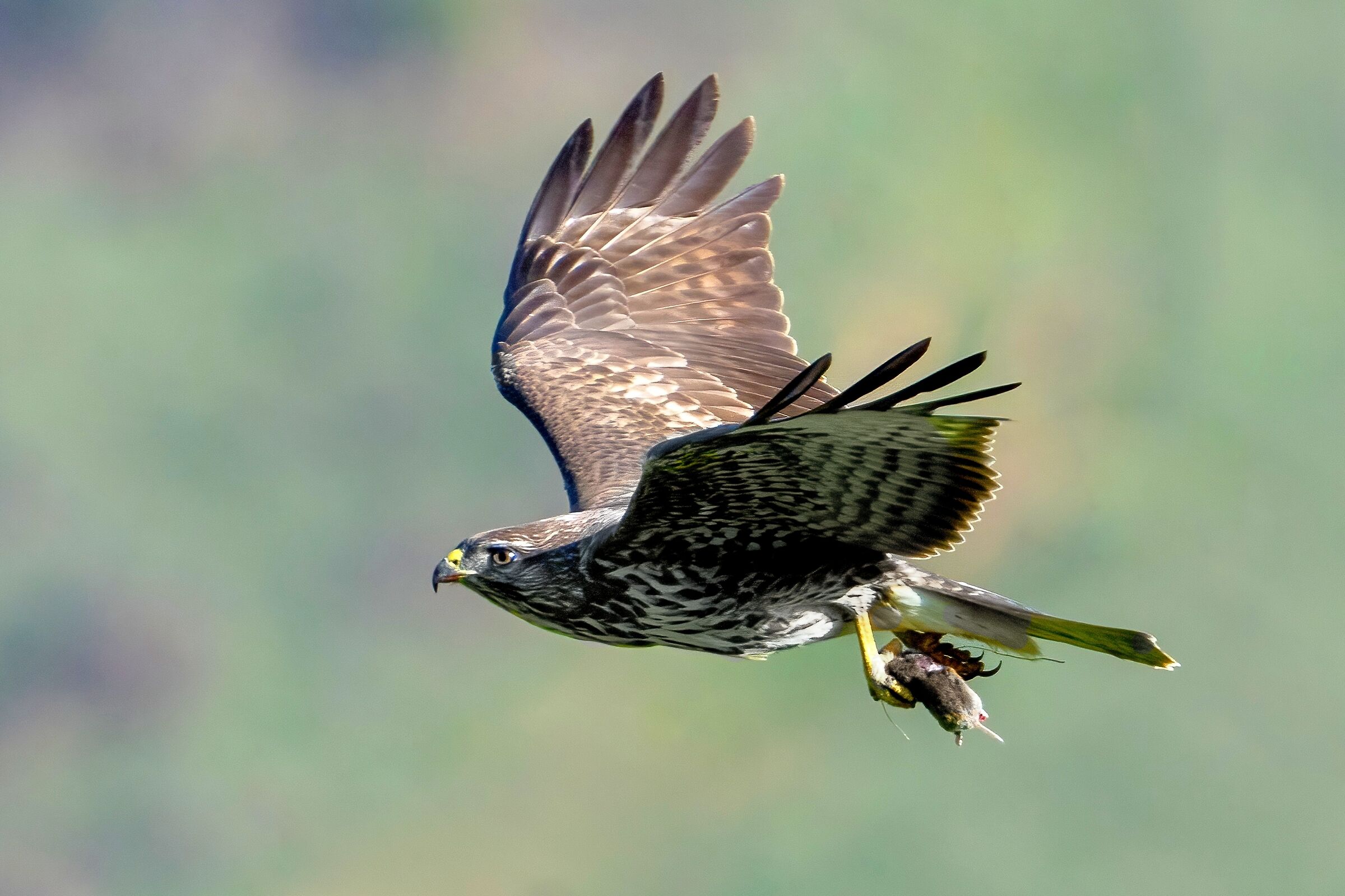 Buzzard (Buteo buteo)