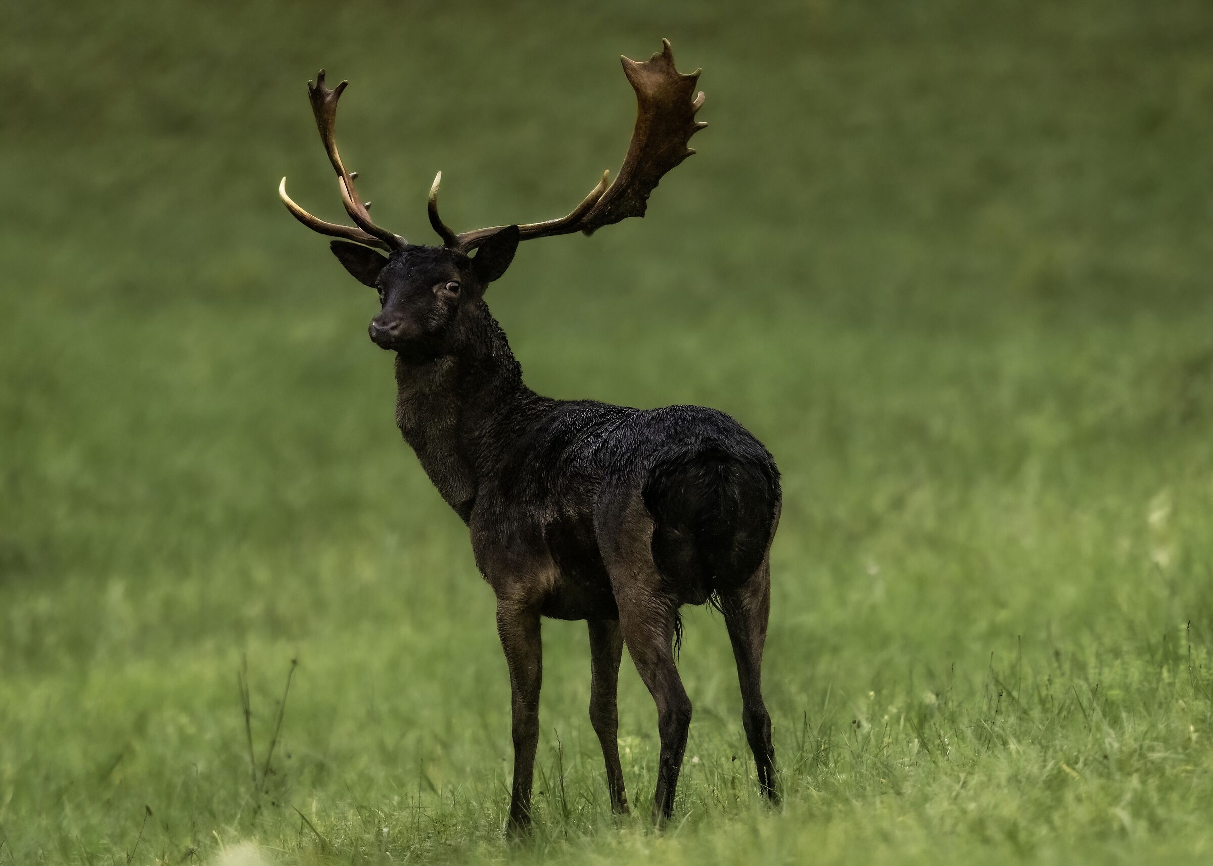 The King (Dama dama)