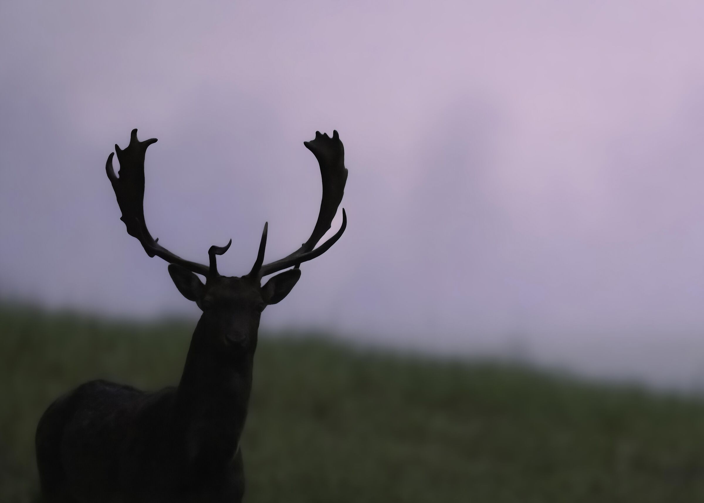 The King (Dama dama)