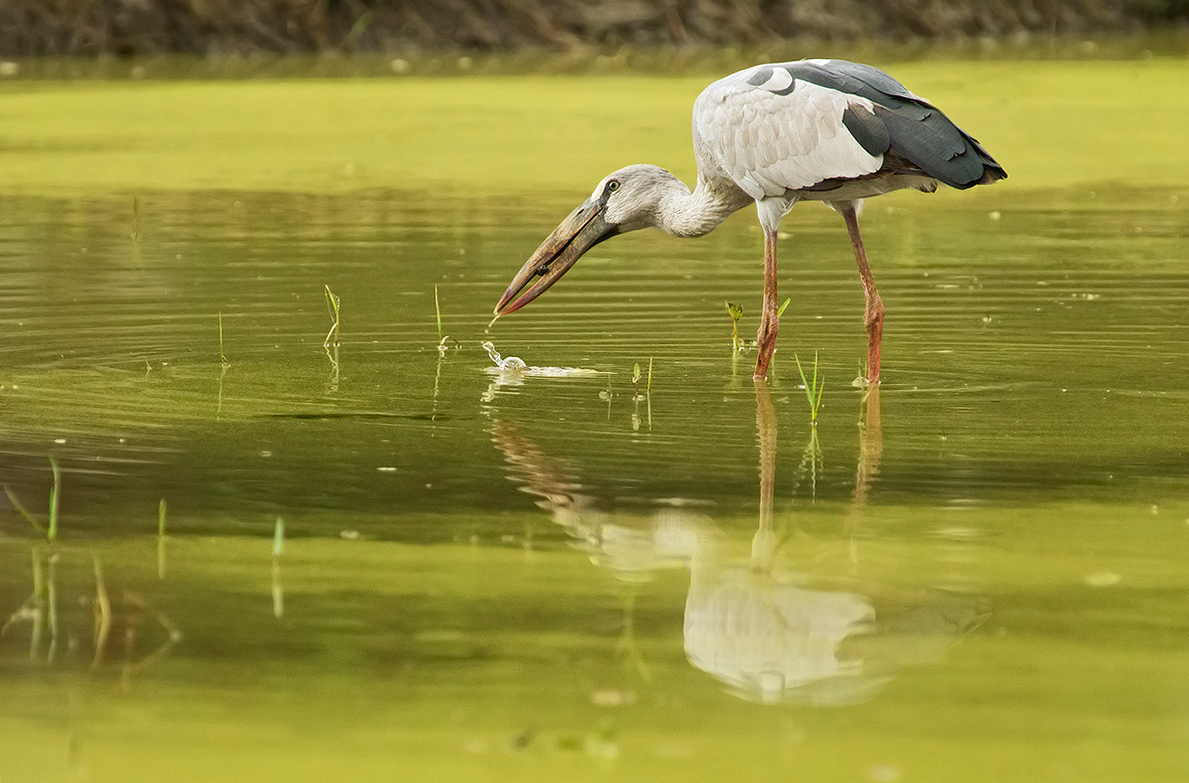 open billed stork