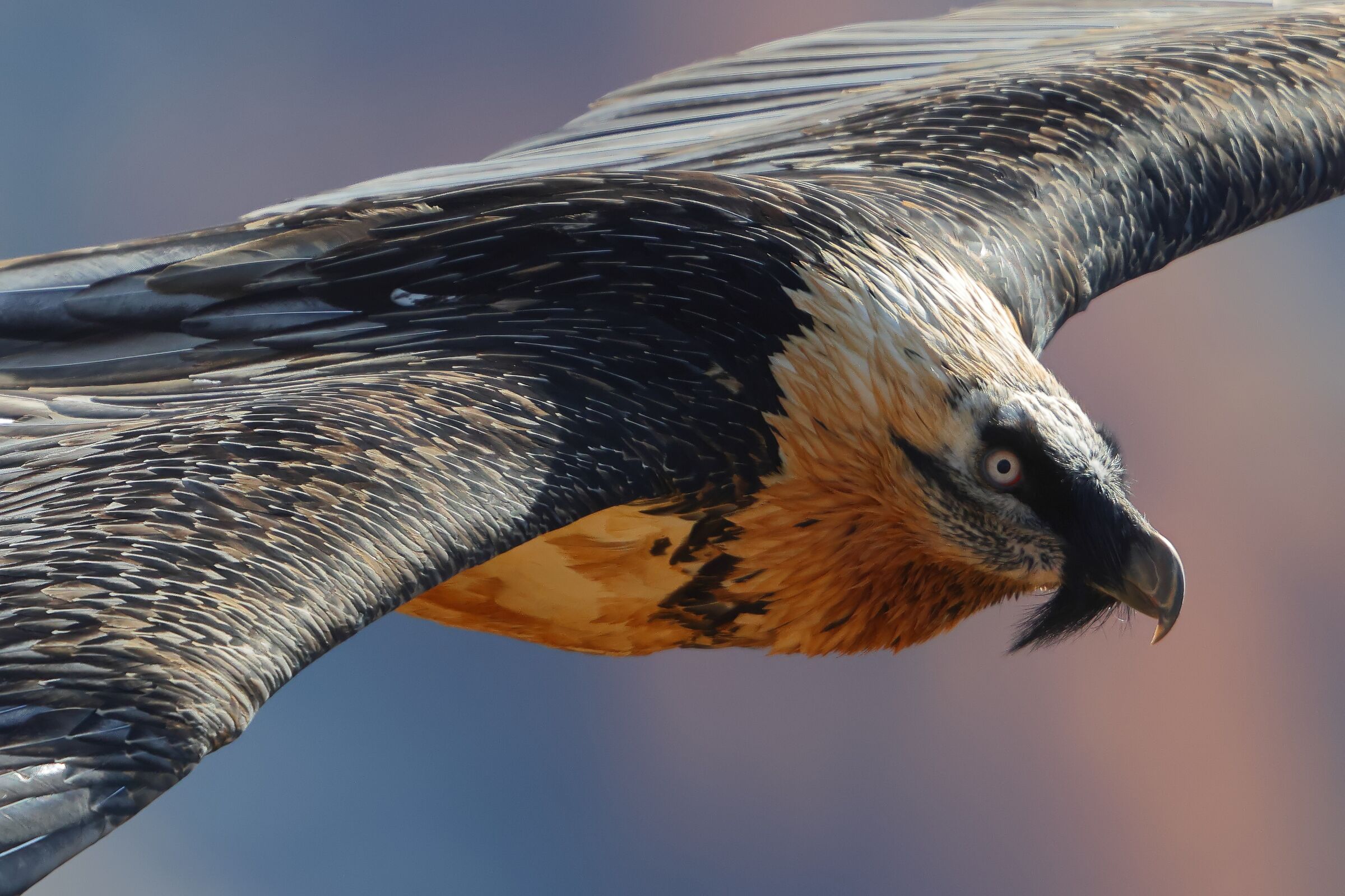 Il solito esagerato no crop