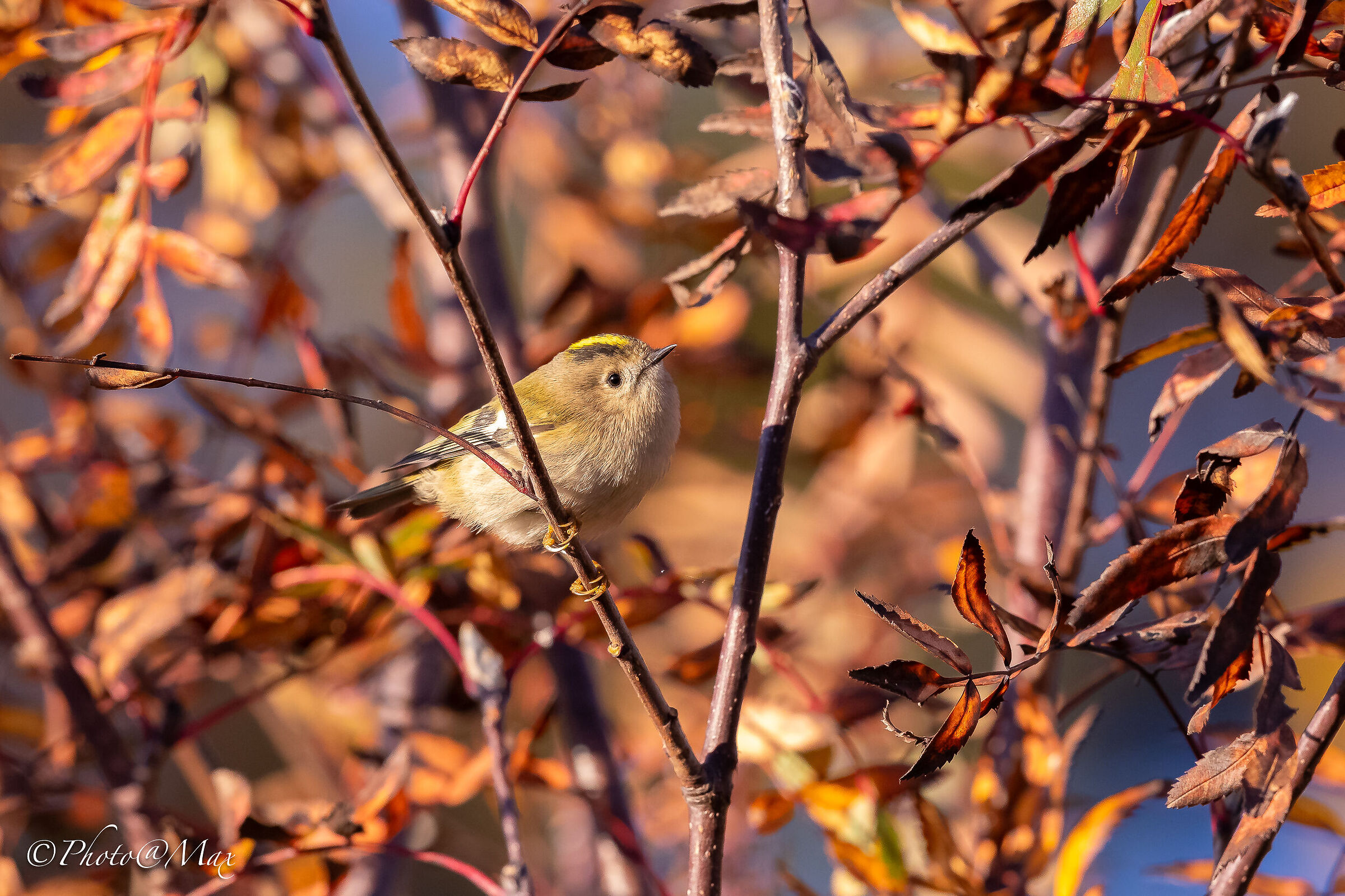 mi Regolo per l'autunno