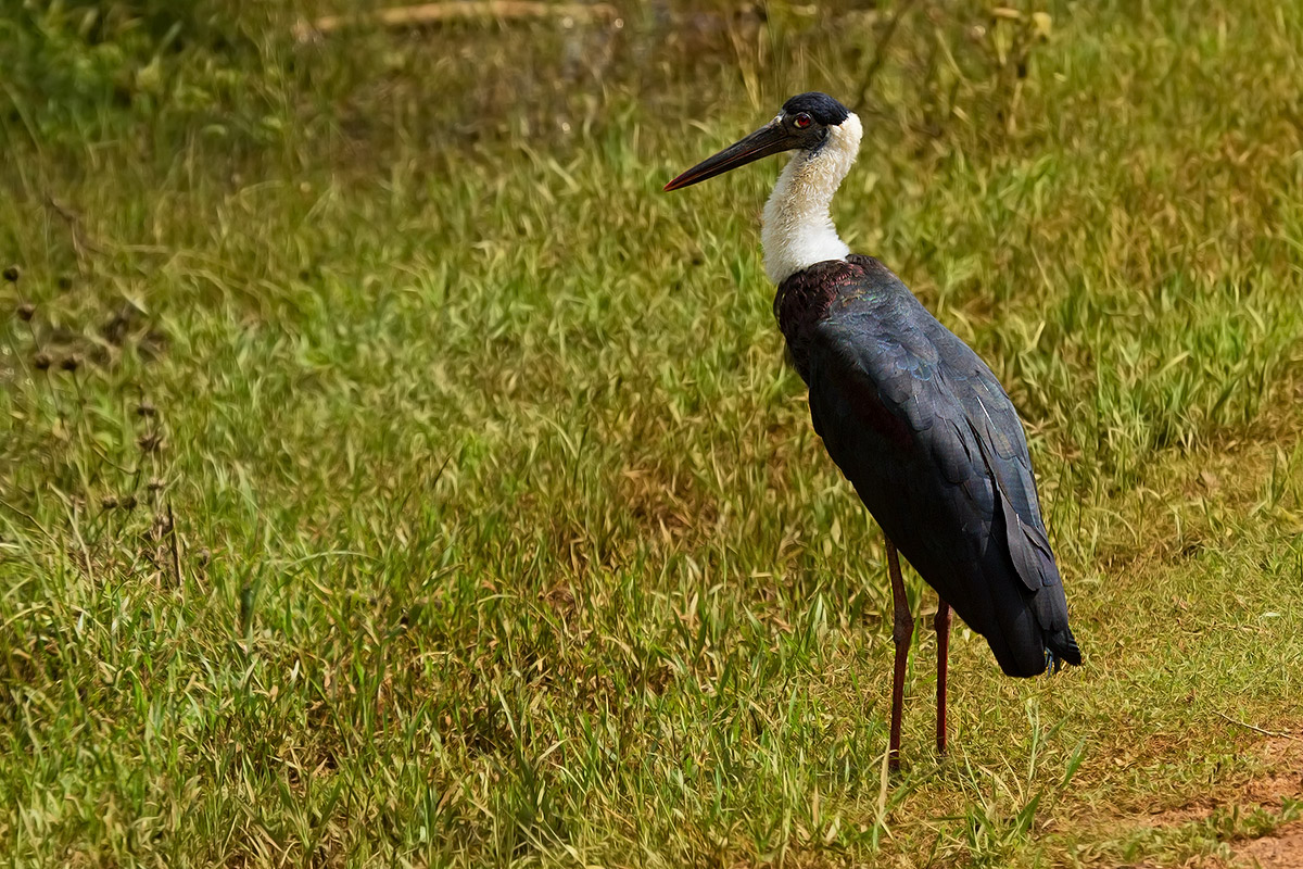 Woolly-necked Stork