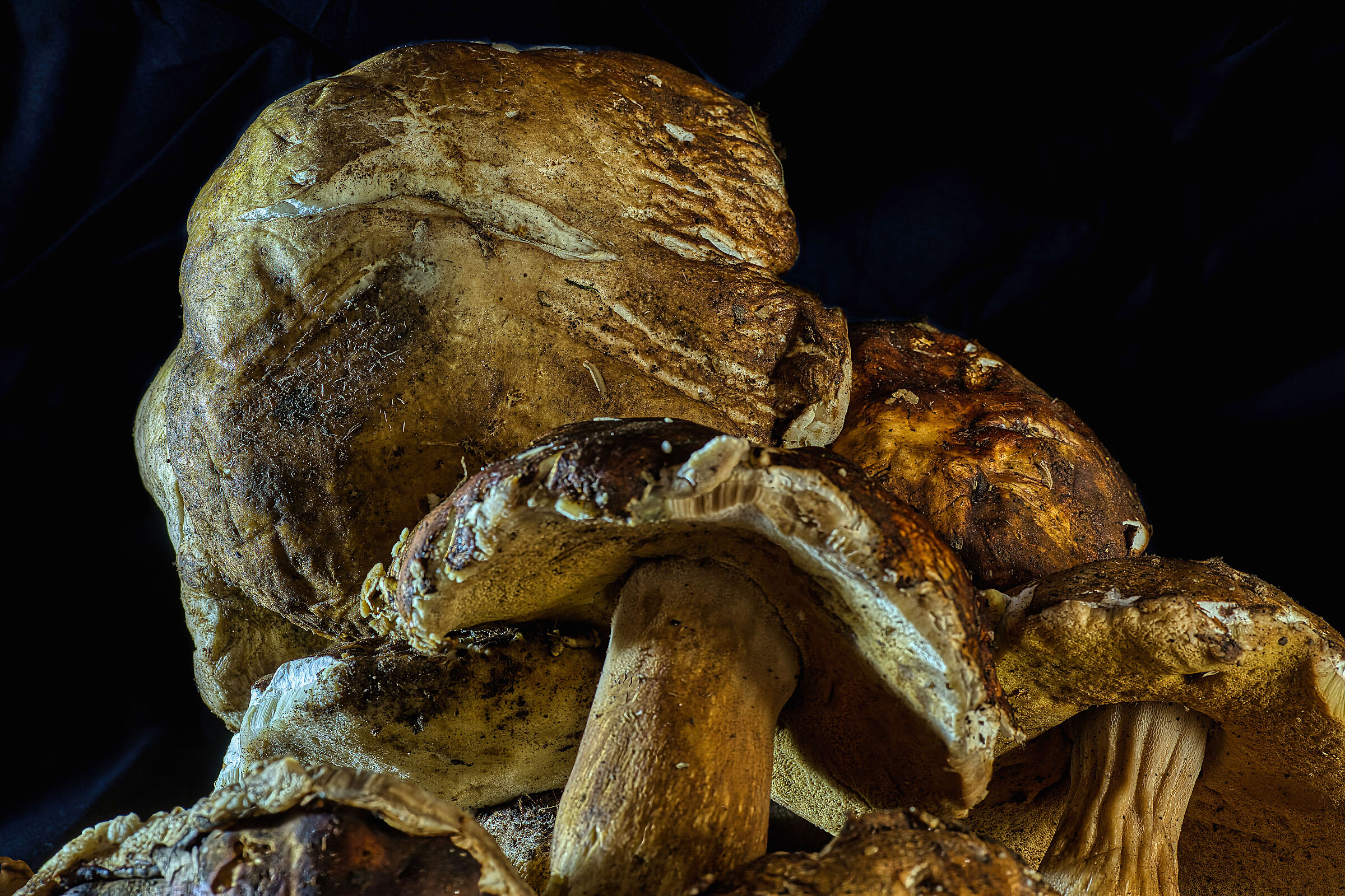 Close-up of porcini mushrooms
